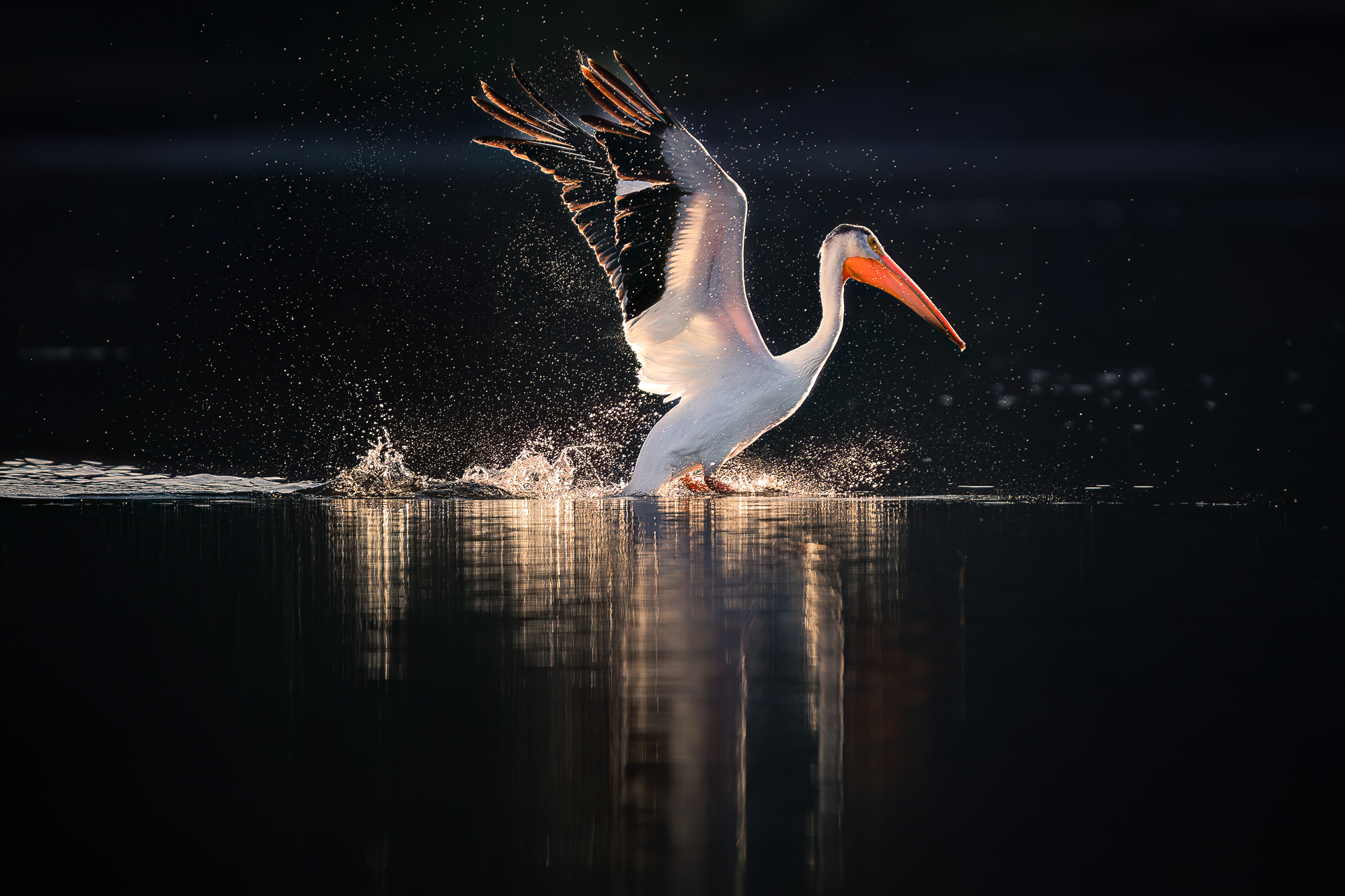 Pelikan letter fra en sø i nationalparken Grand Tetons.