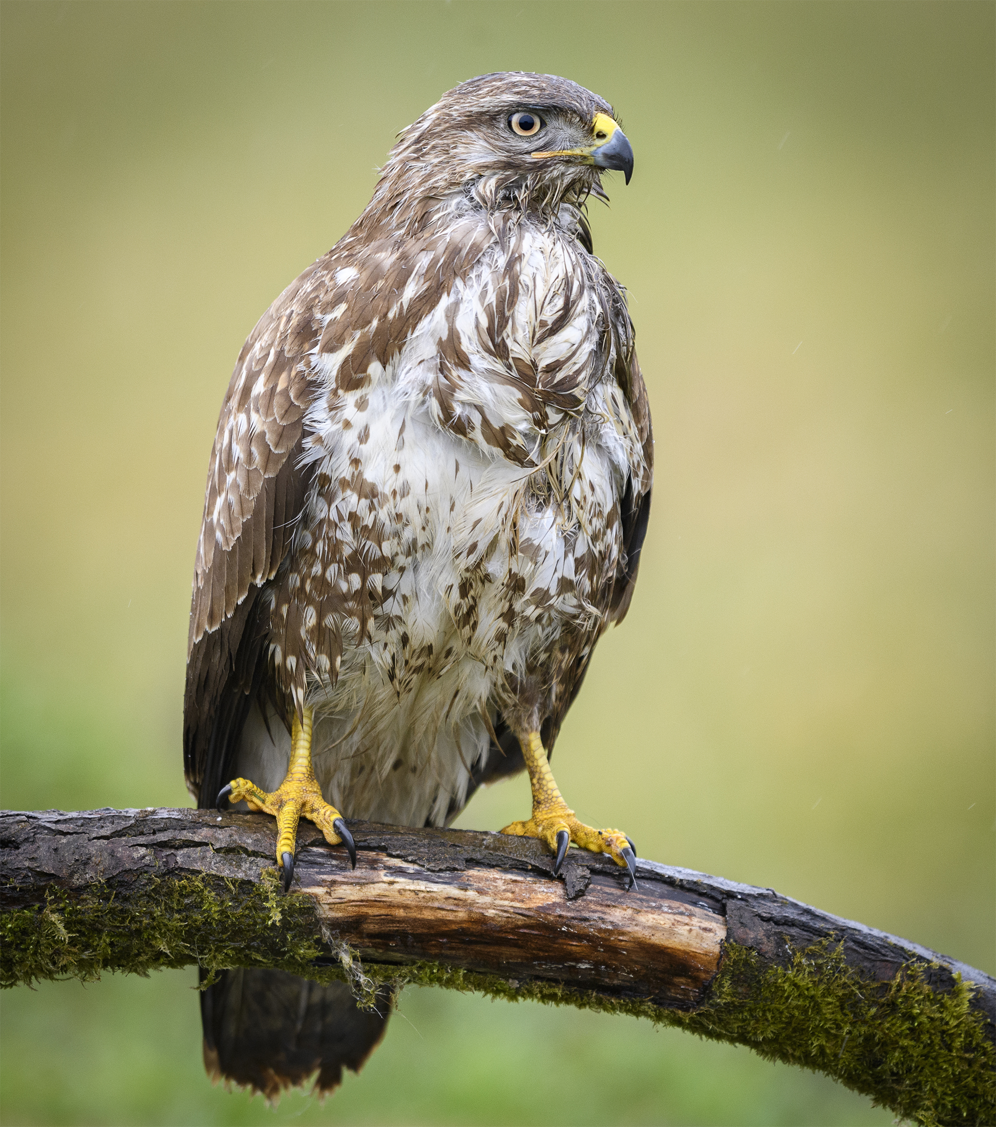 Rene Wendts bilde fra fugleskjulet.