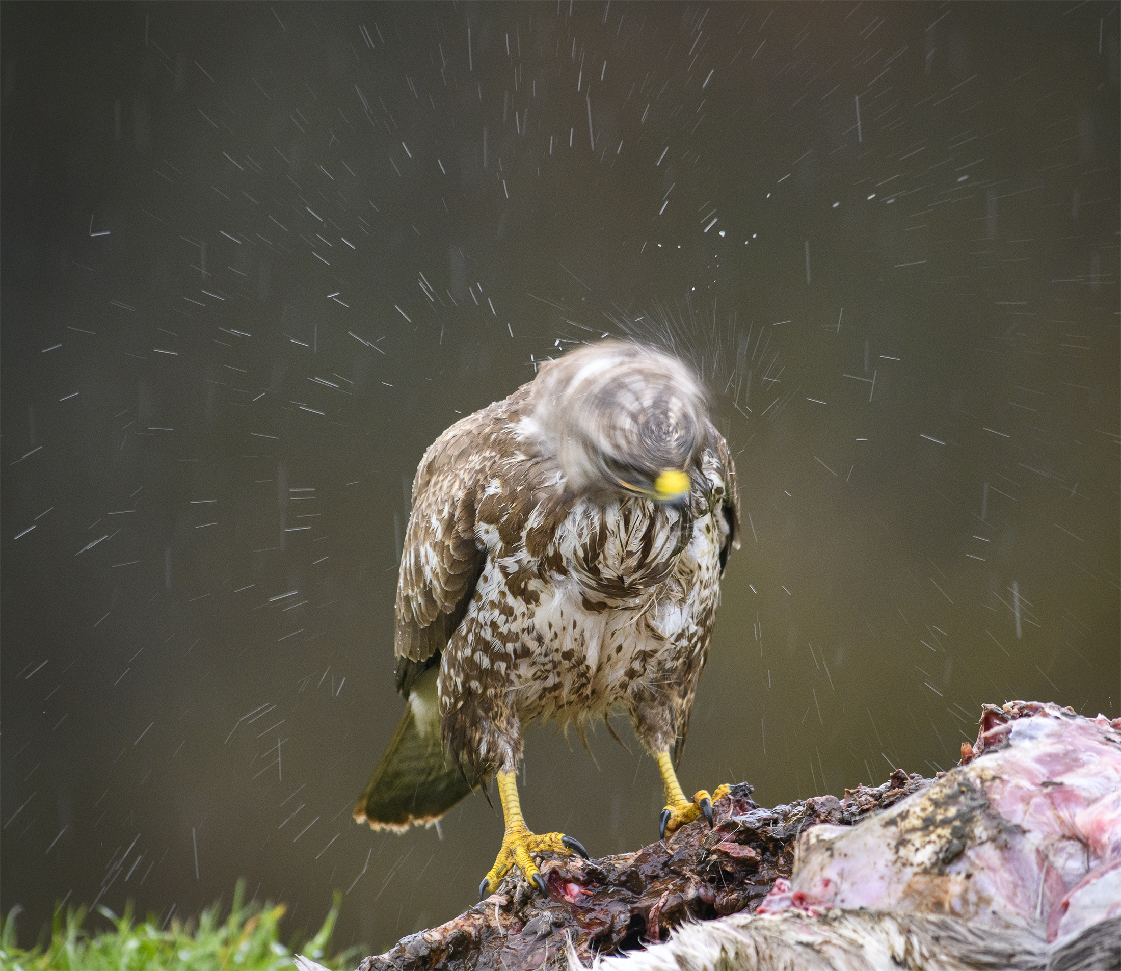 Rene Wendtin kuva piilokojusta.