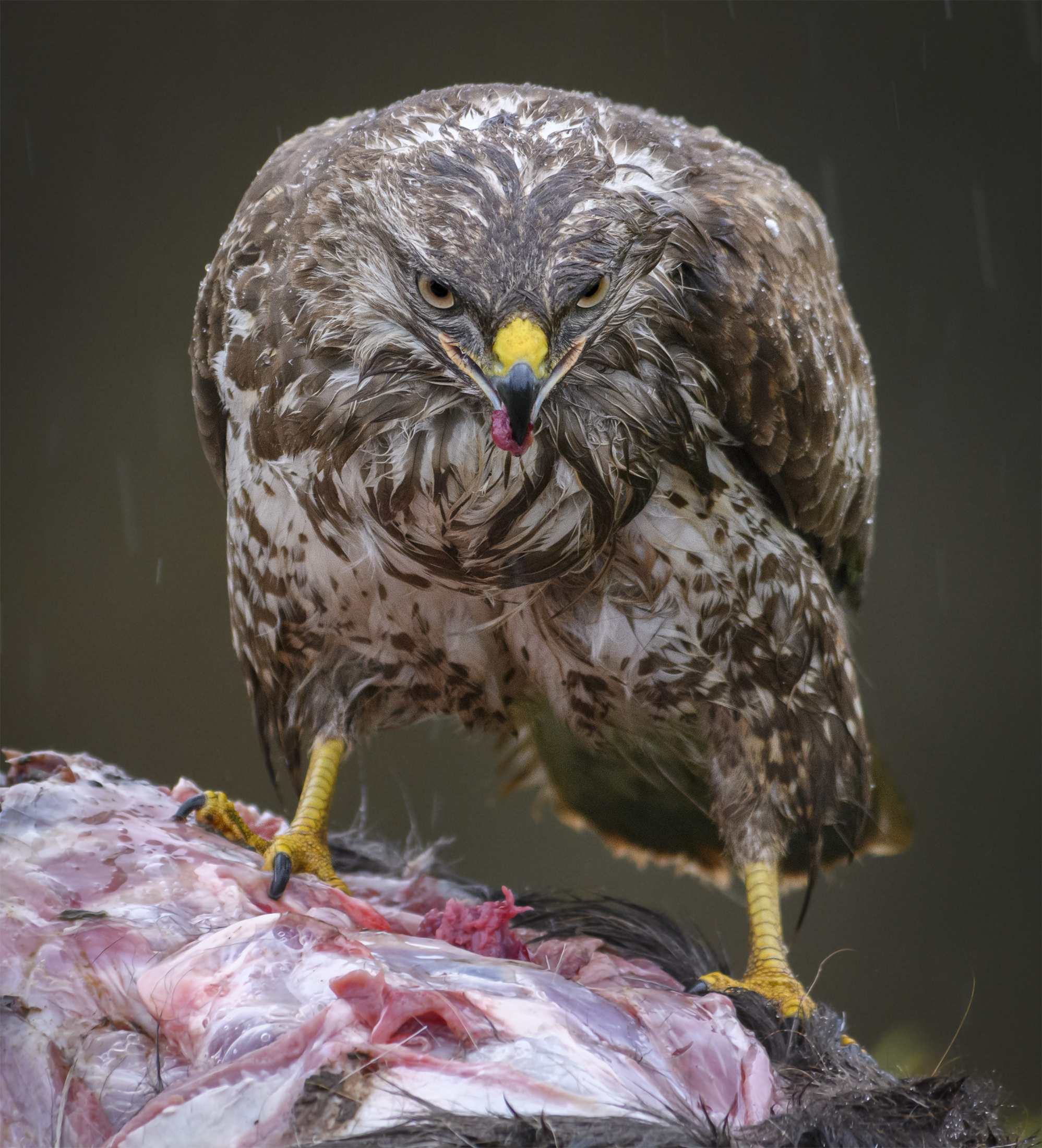 Rene Wendts billede fra fugleskjul.