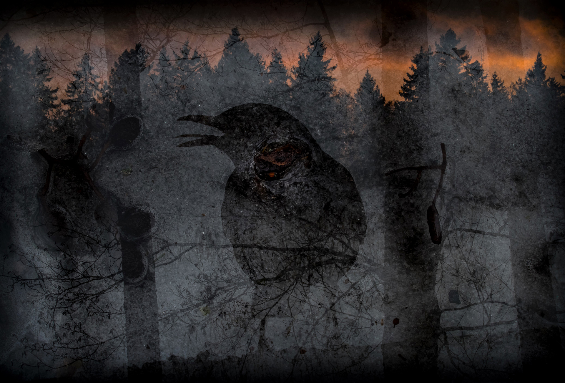 Vesterisen kuva metsästä ja variksesta.