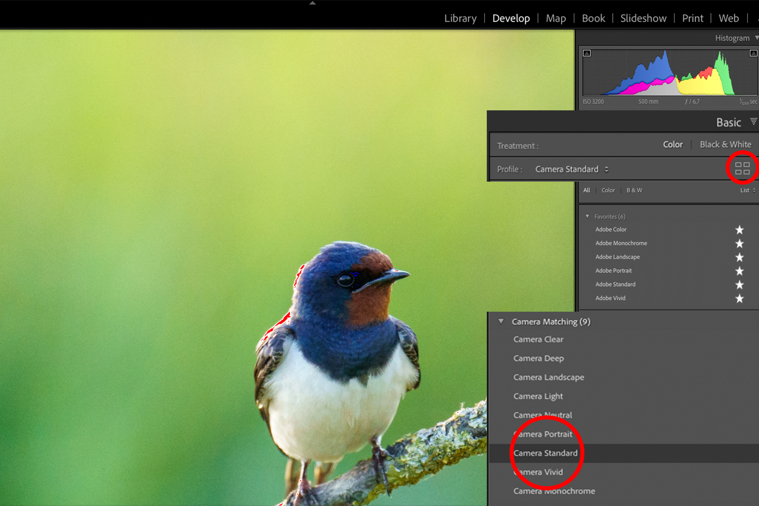 Billedbehandlings programmet Lightroom viser svale der sidder på gren på en grøn baggrund 