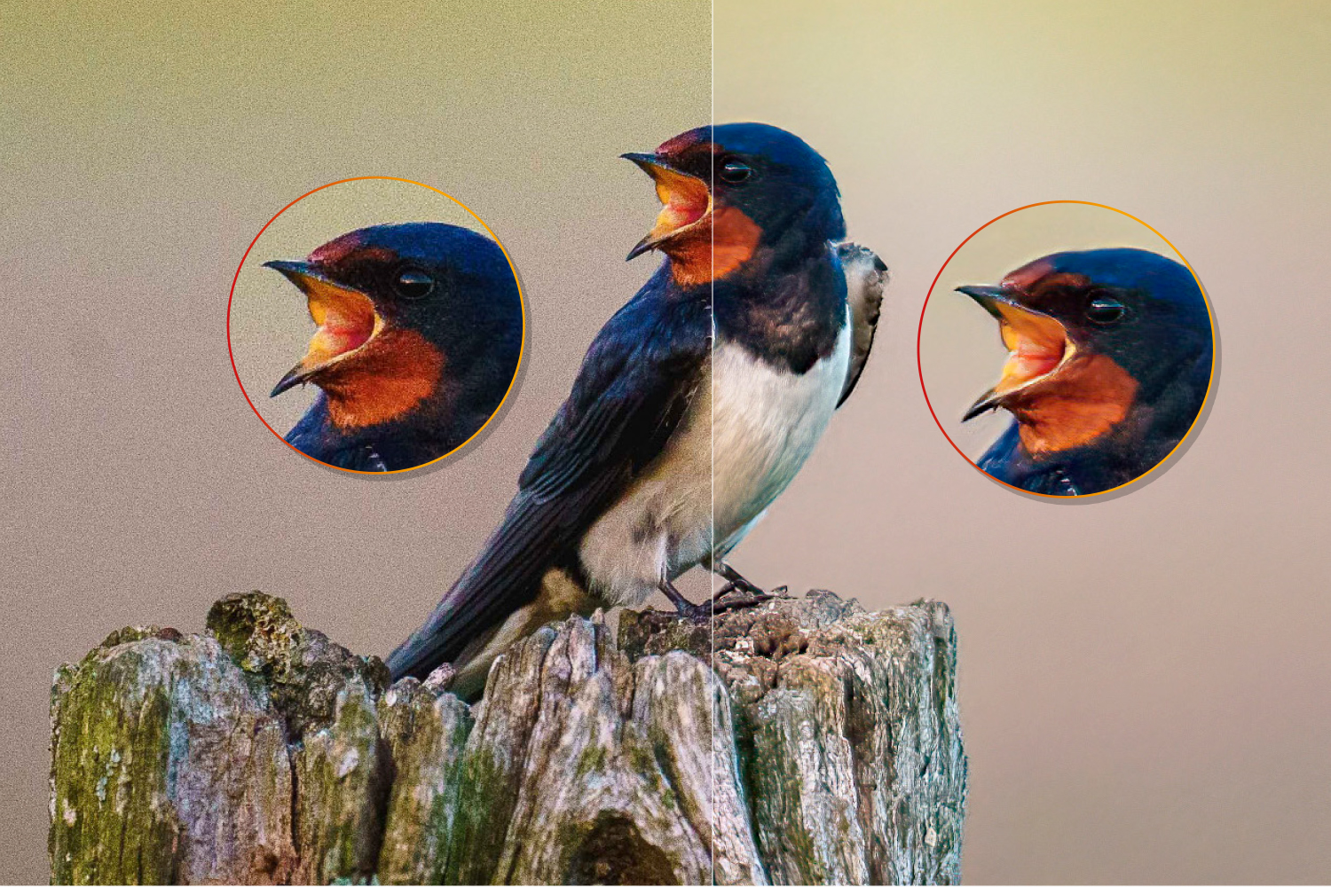 Fugl før og efter billedbehandling.