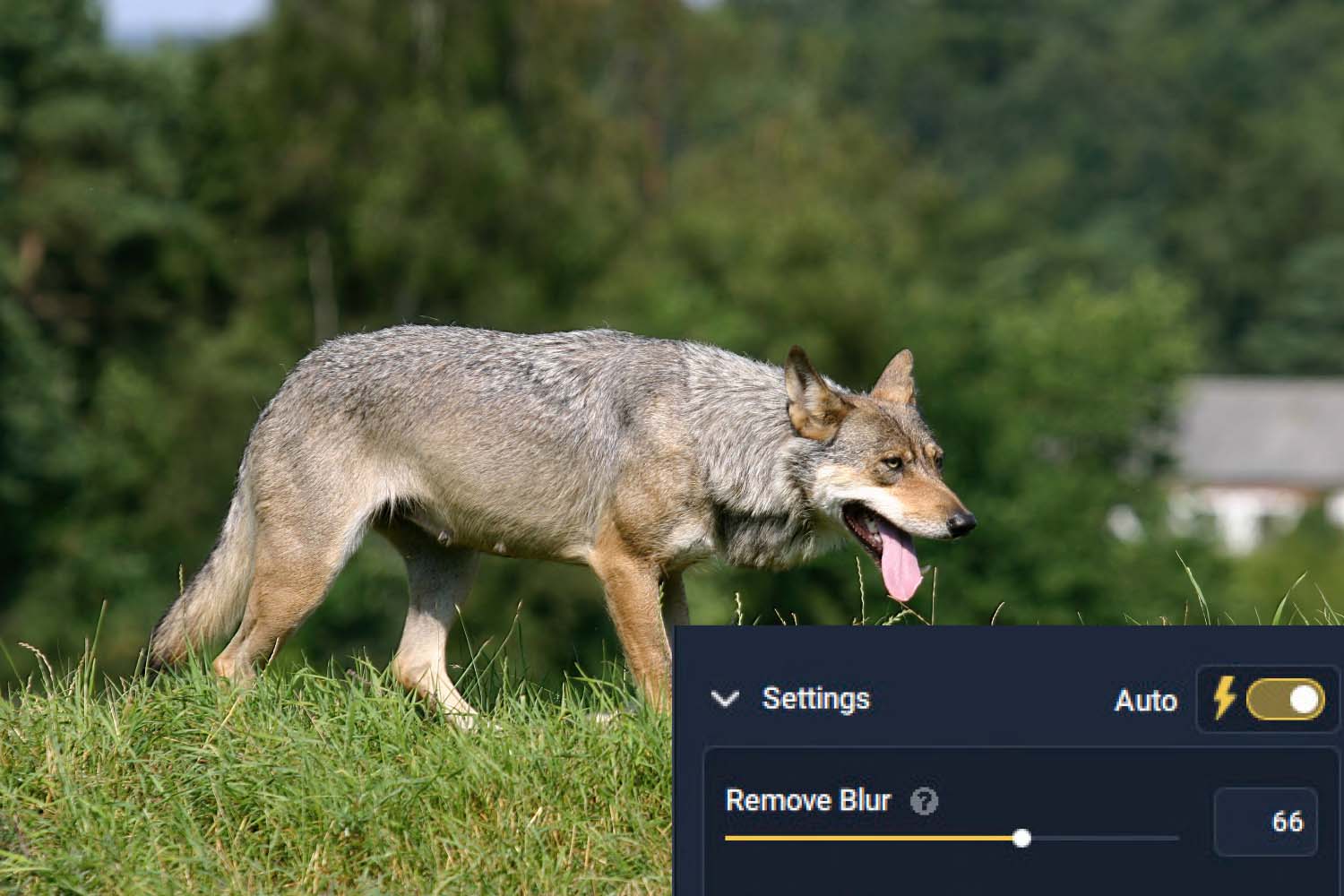 Varg med bristande skärpa. 