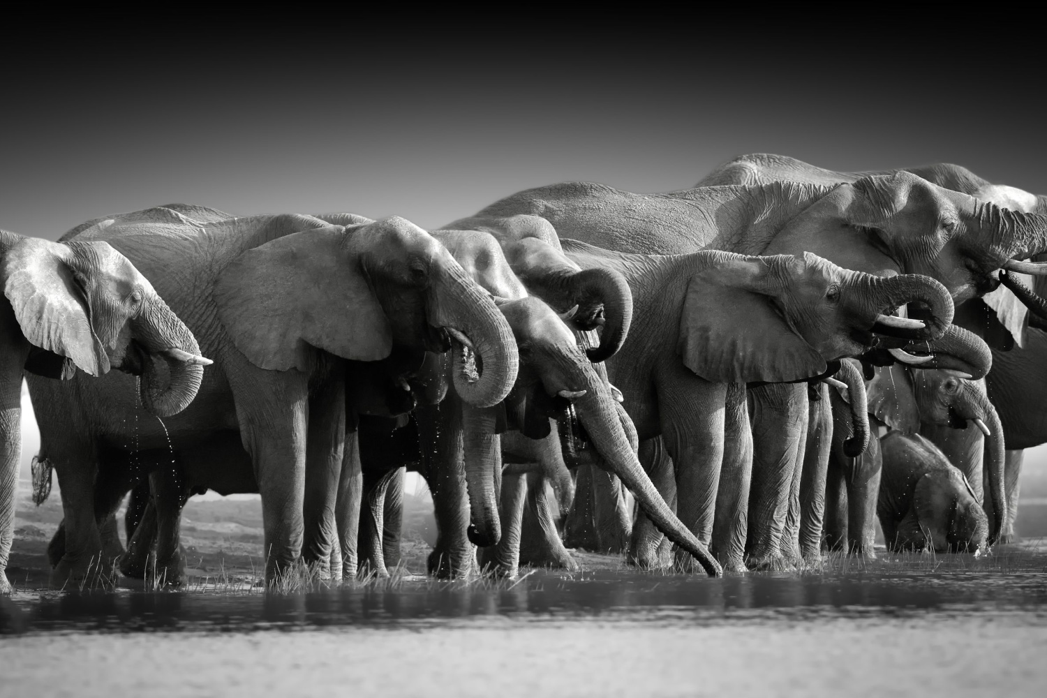 Upea mustavalkokuva norsuista.