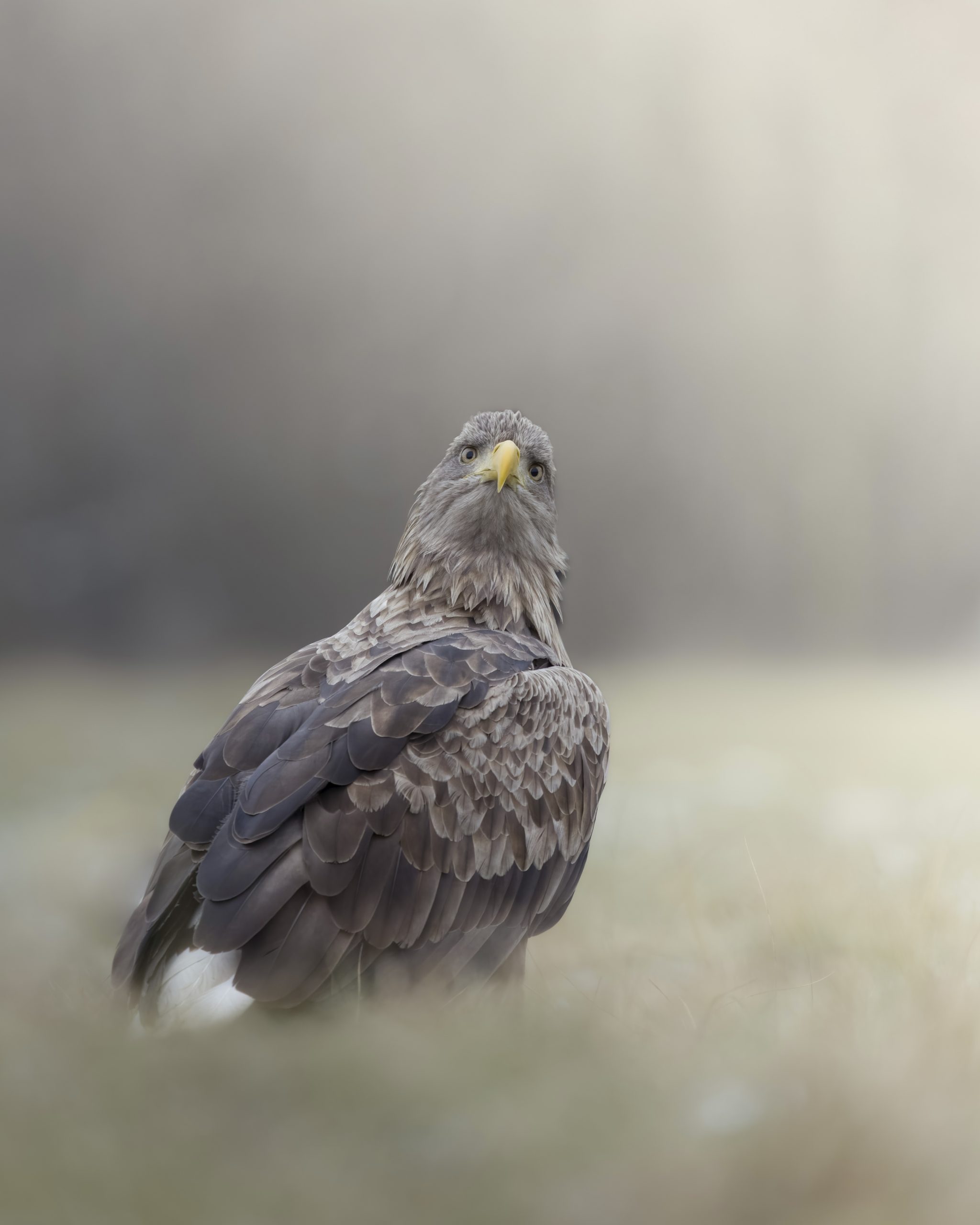 Nyfiken havsörn tittar in i kameran