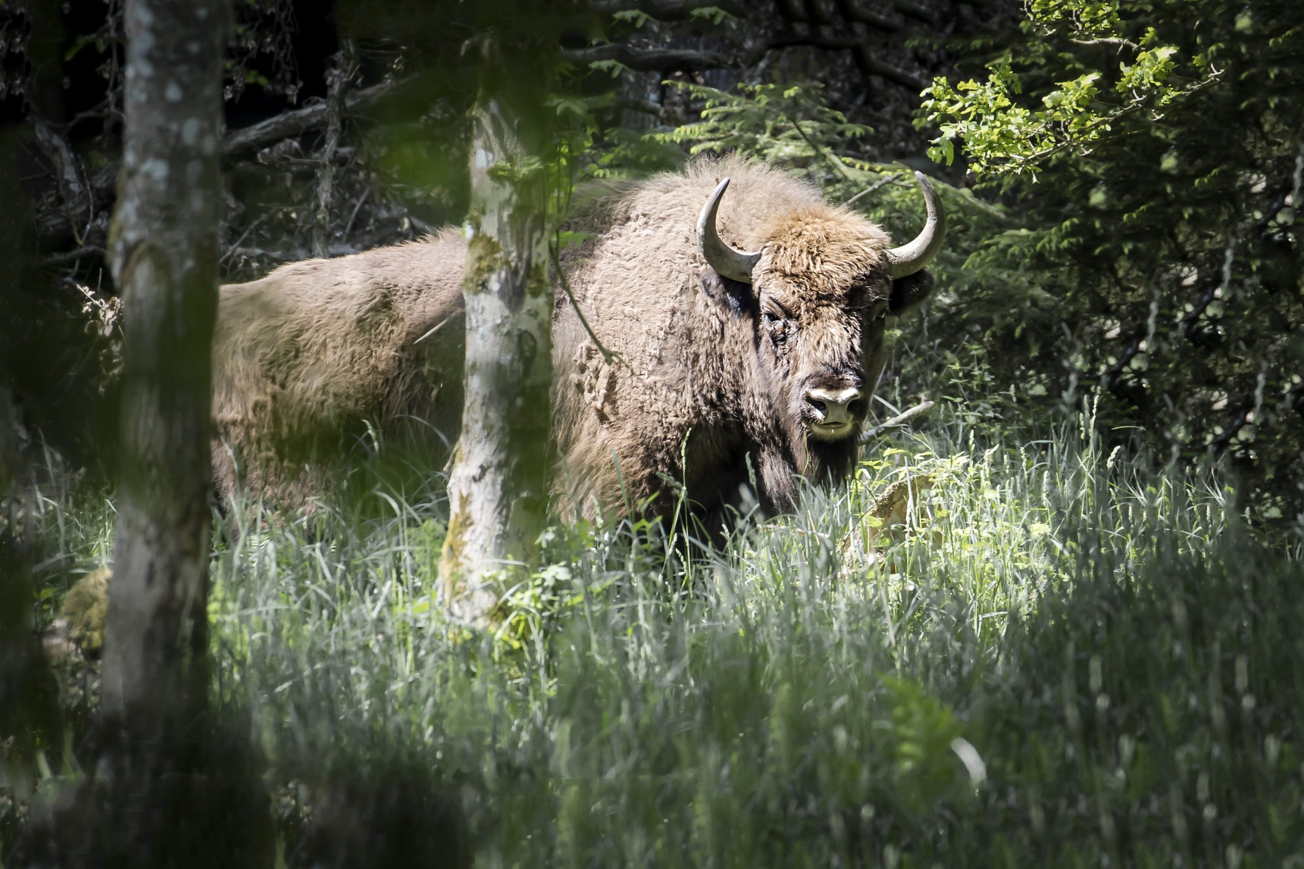 Bisonoxe i Almindingen.