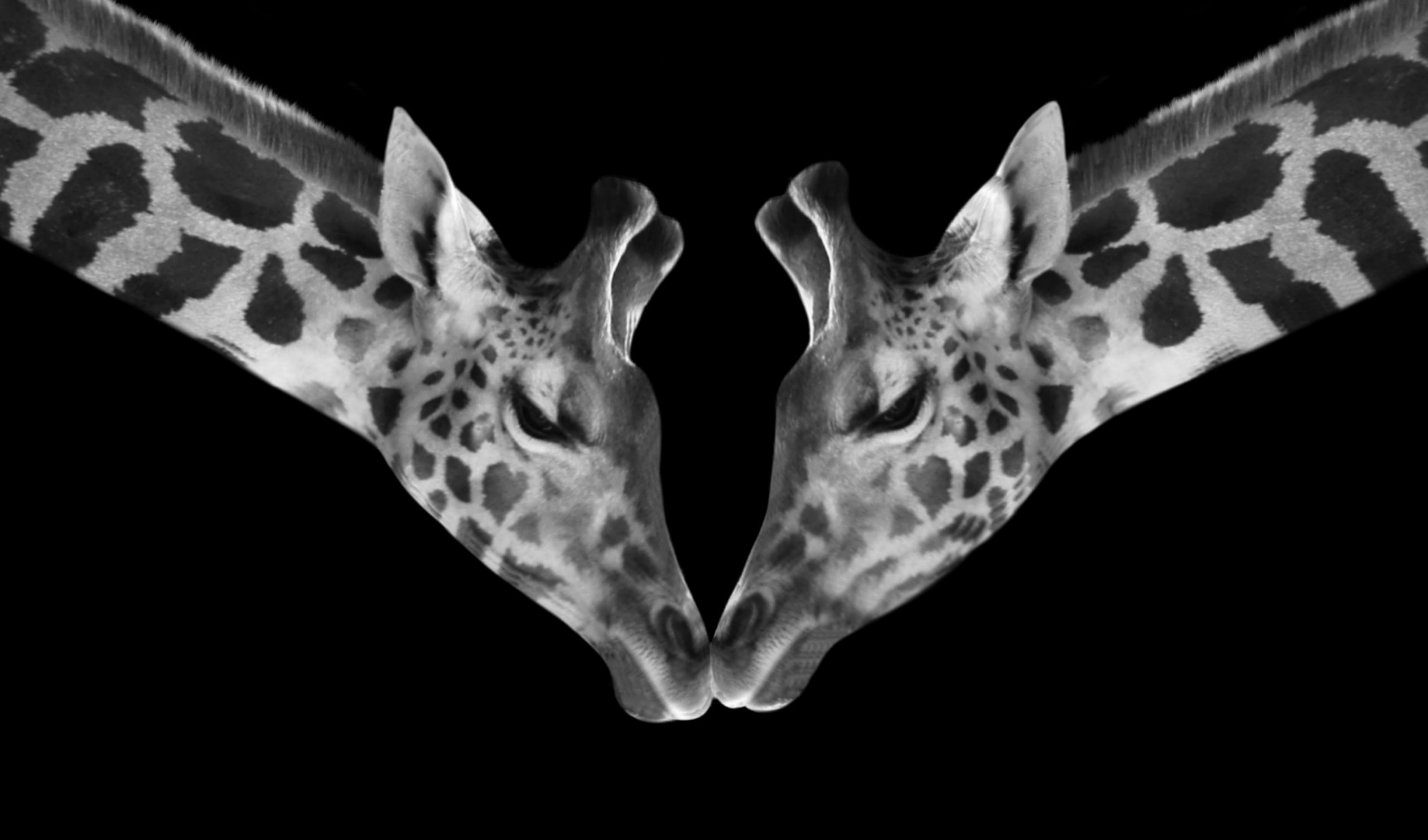 kaksi kirahvia päät toisiaan vasten