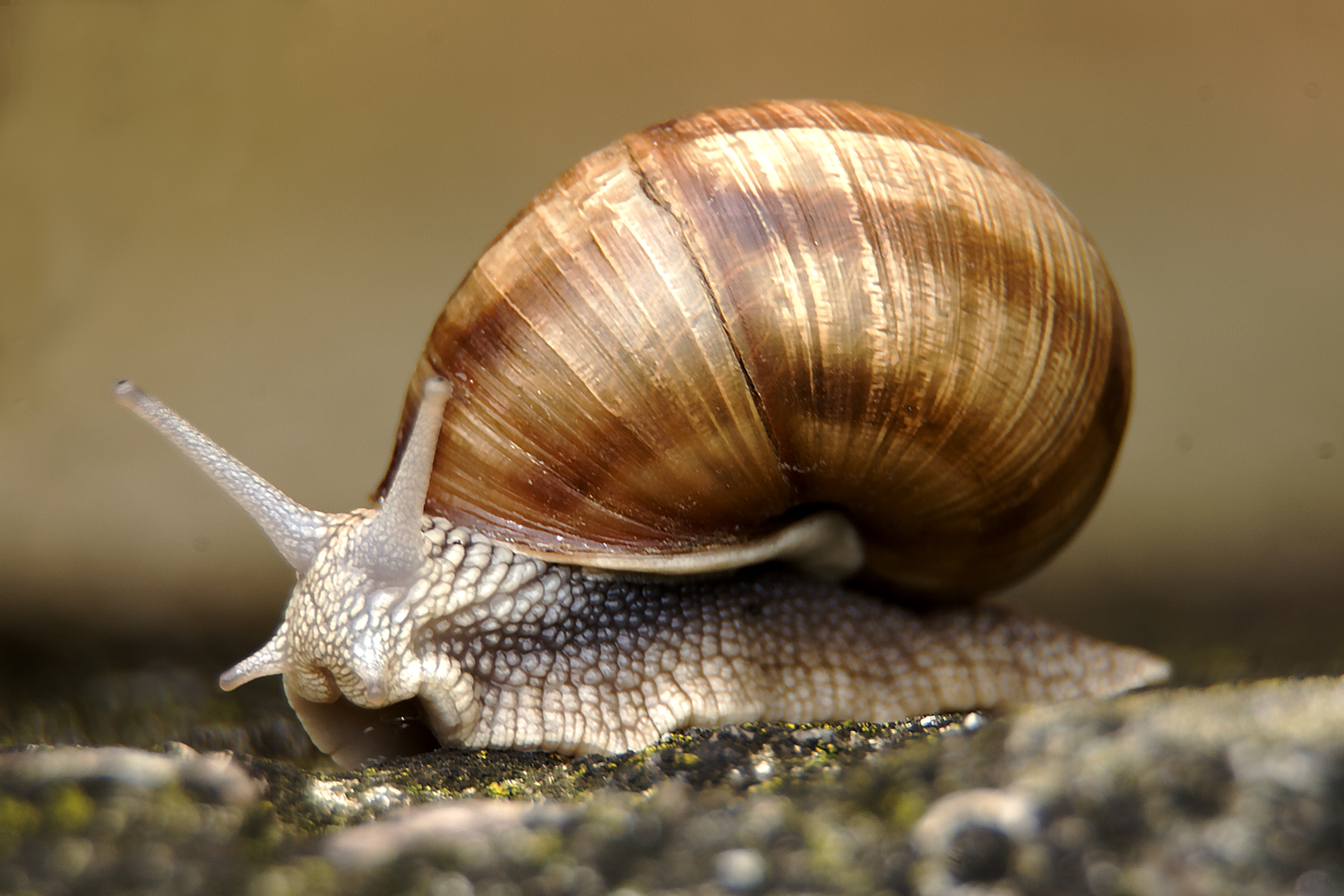 Makrofoto av insekt.