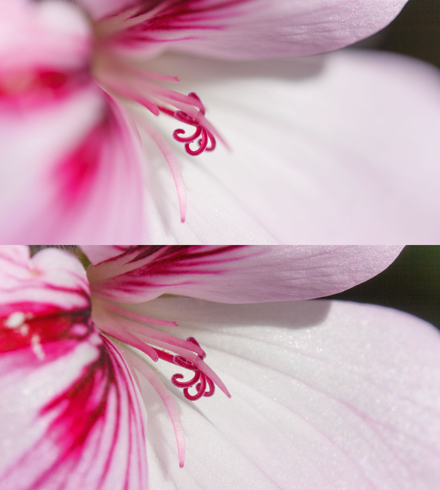 Makrobilde av blomst, tatt med F2.8 og F16