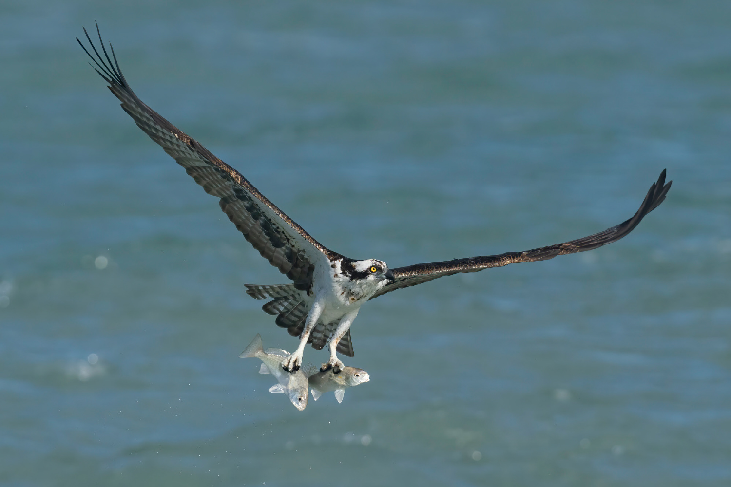 Mark Smiths billede af en fiskeørn.