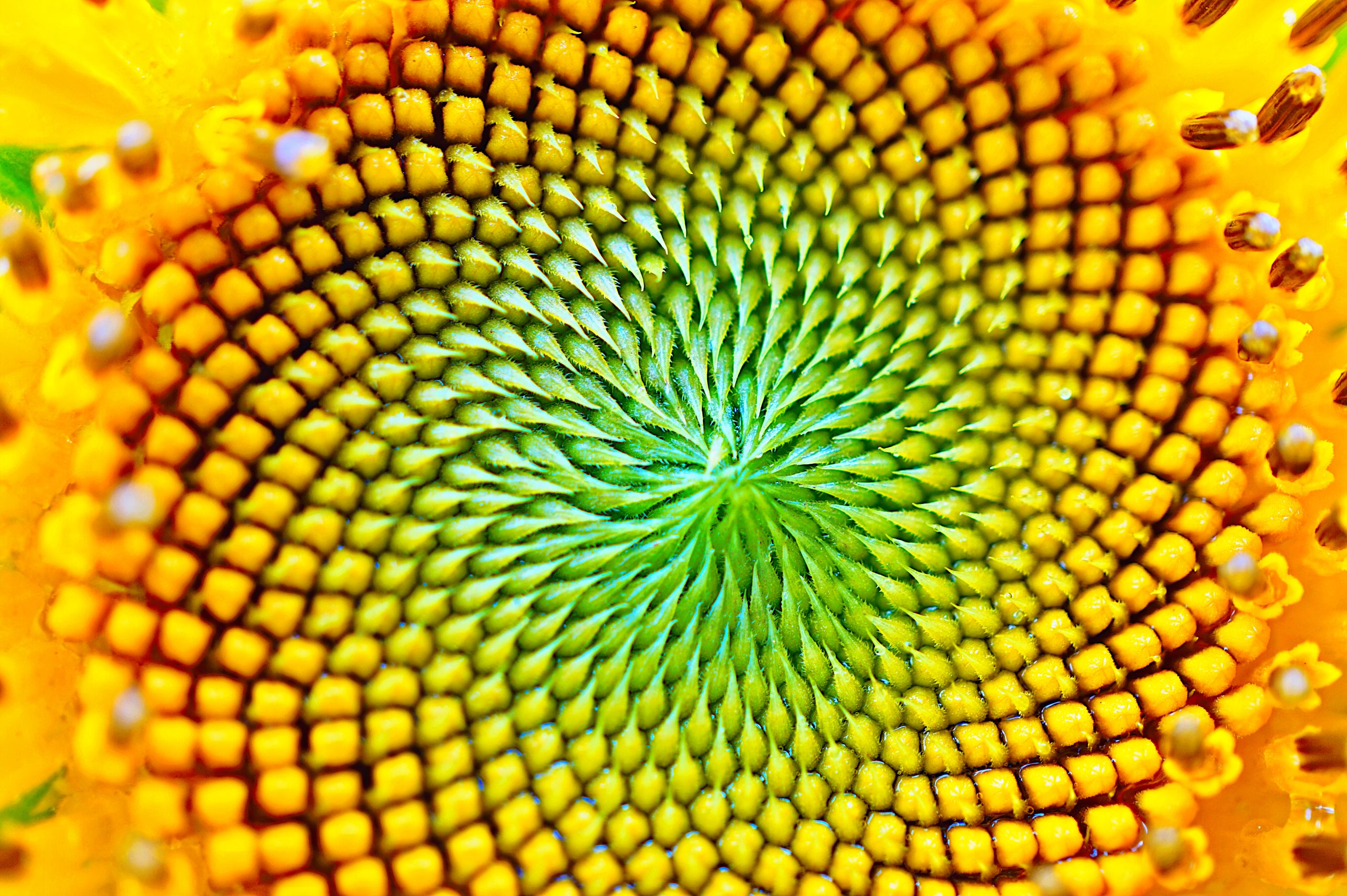 Makrofotografi av blomma