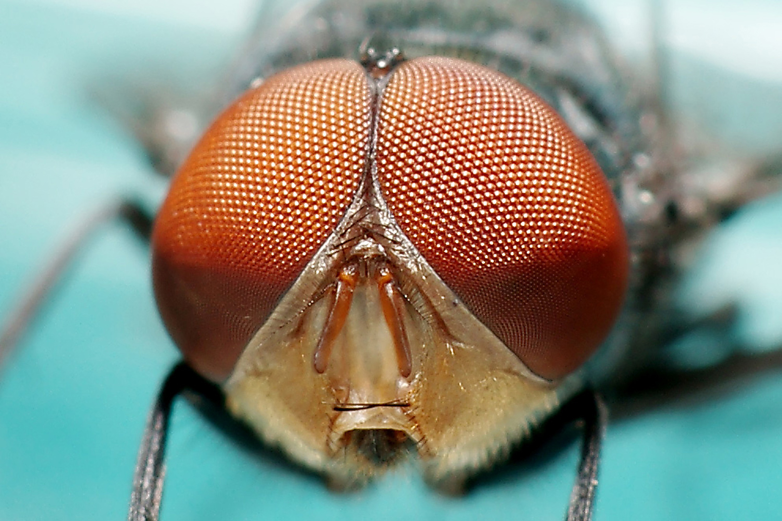 Makrofotografi av flugor