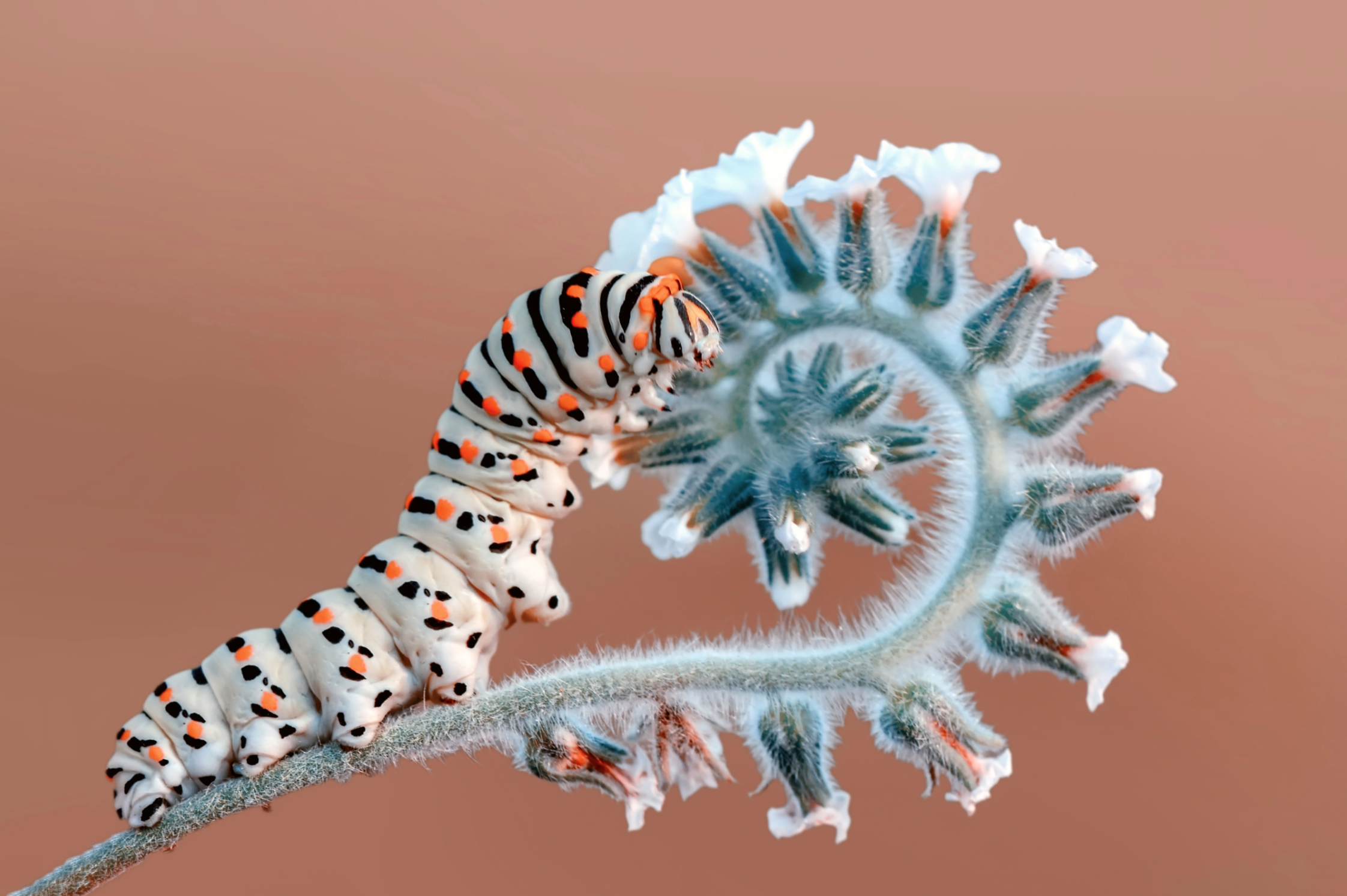 Hyönteisen makrokuvaus