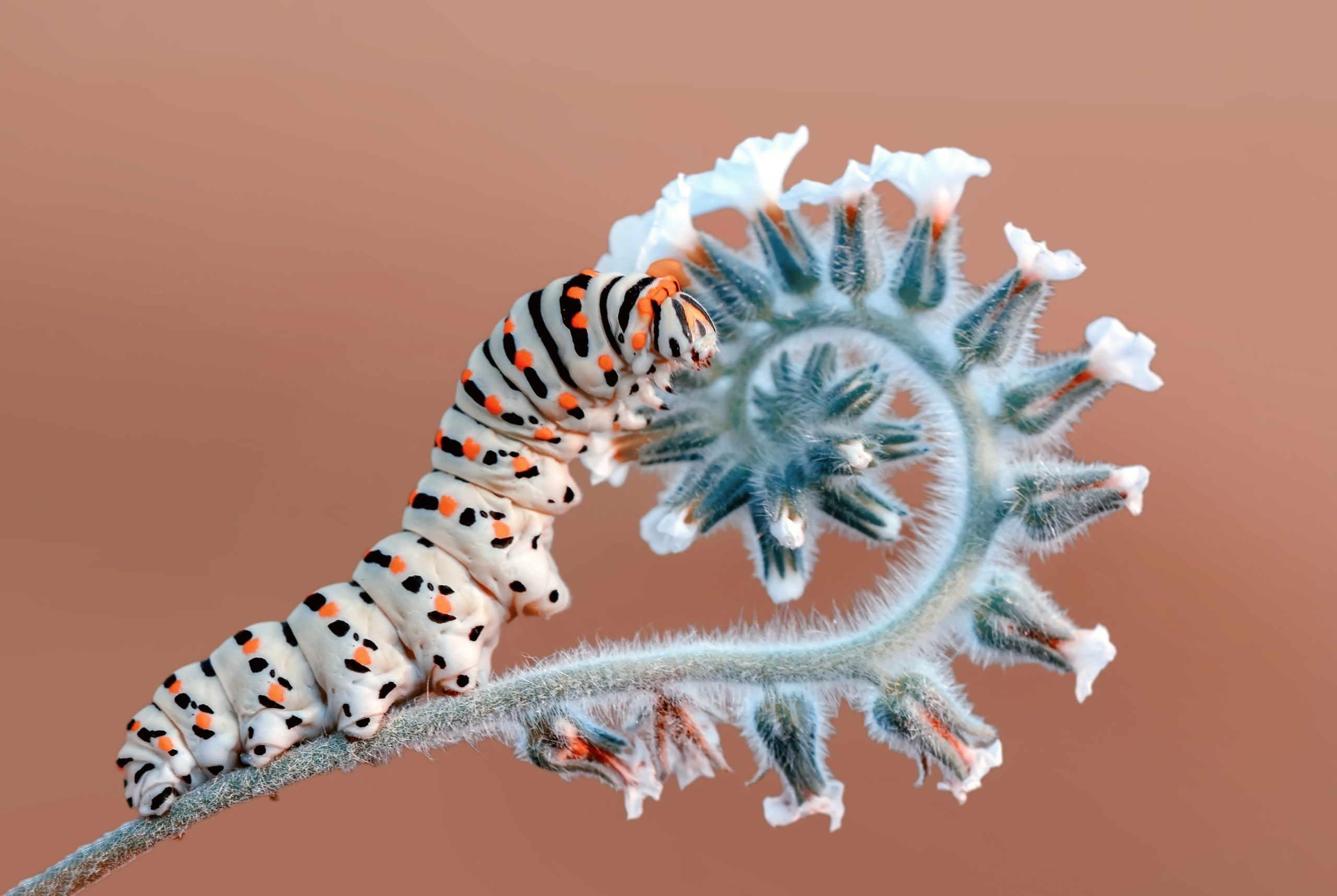 Makrofotografi af insekt