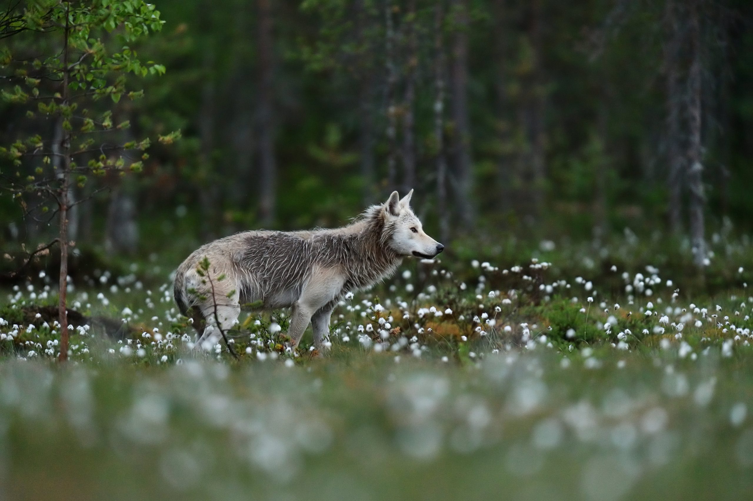 Bilde av ulv i nordisk landskap