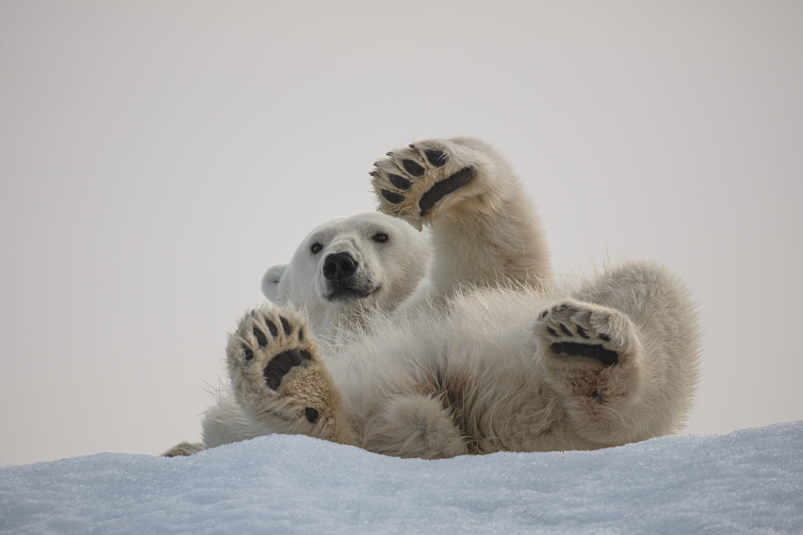Isbjörn vinkar med ramen