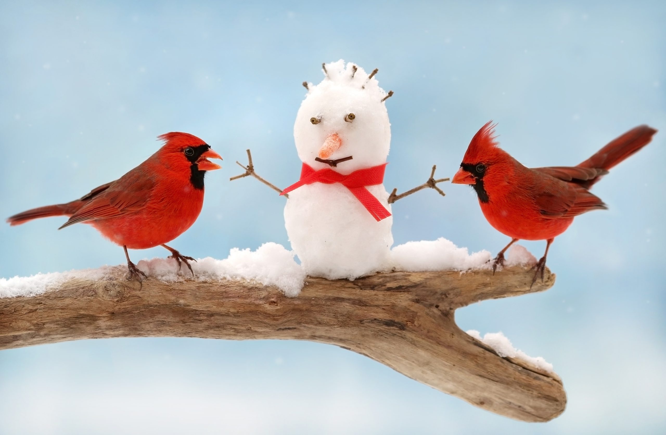 Fåglar på gren med snögubbe