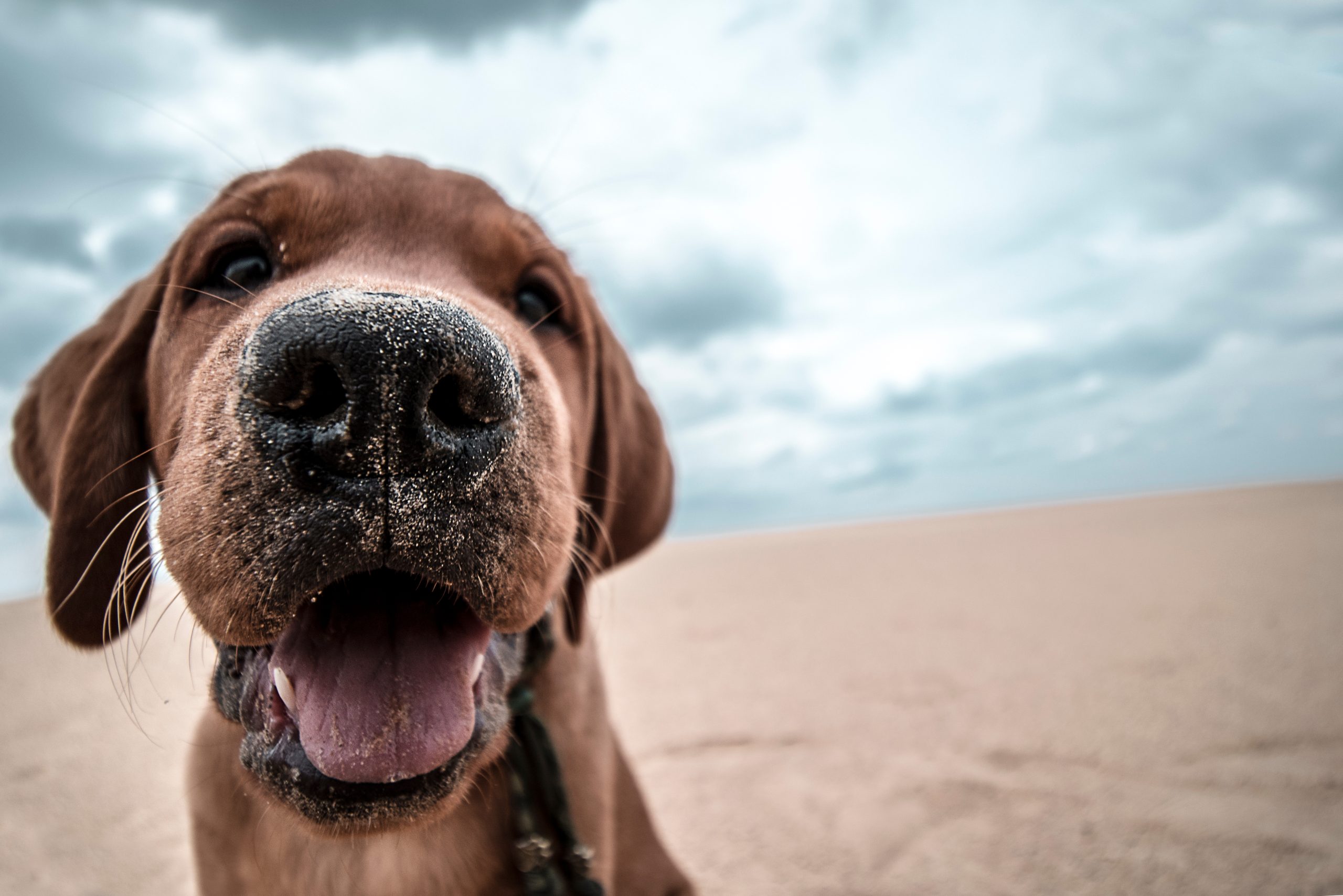 eläinkuvauksen-pistemittaus