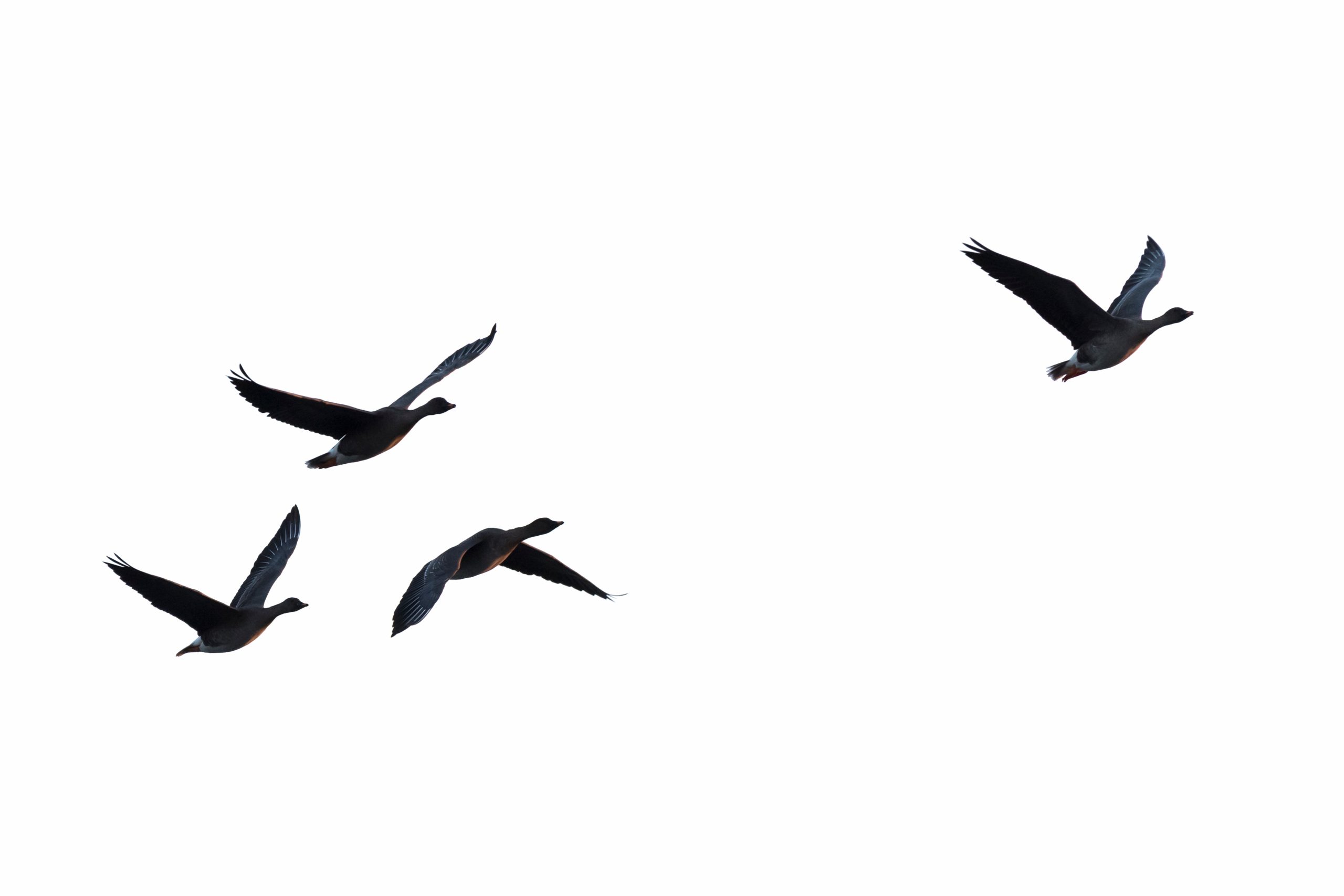 Silhuetter av flygande gäss