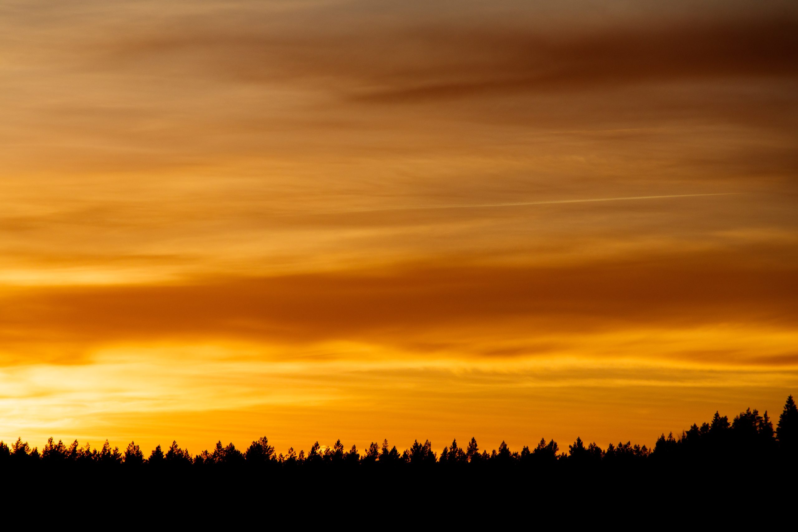 Puunlatvat siluettina auringonlaskua vasten