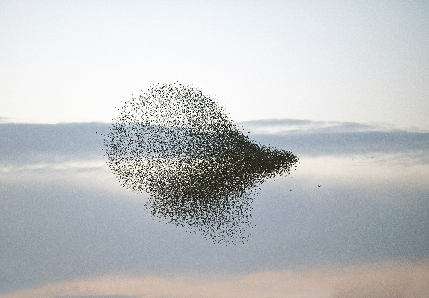 En starflock som svärmar fram över himlen.