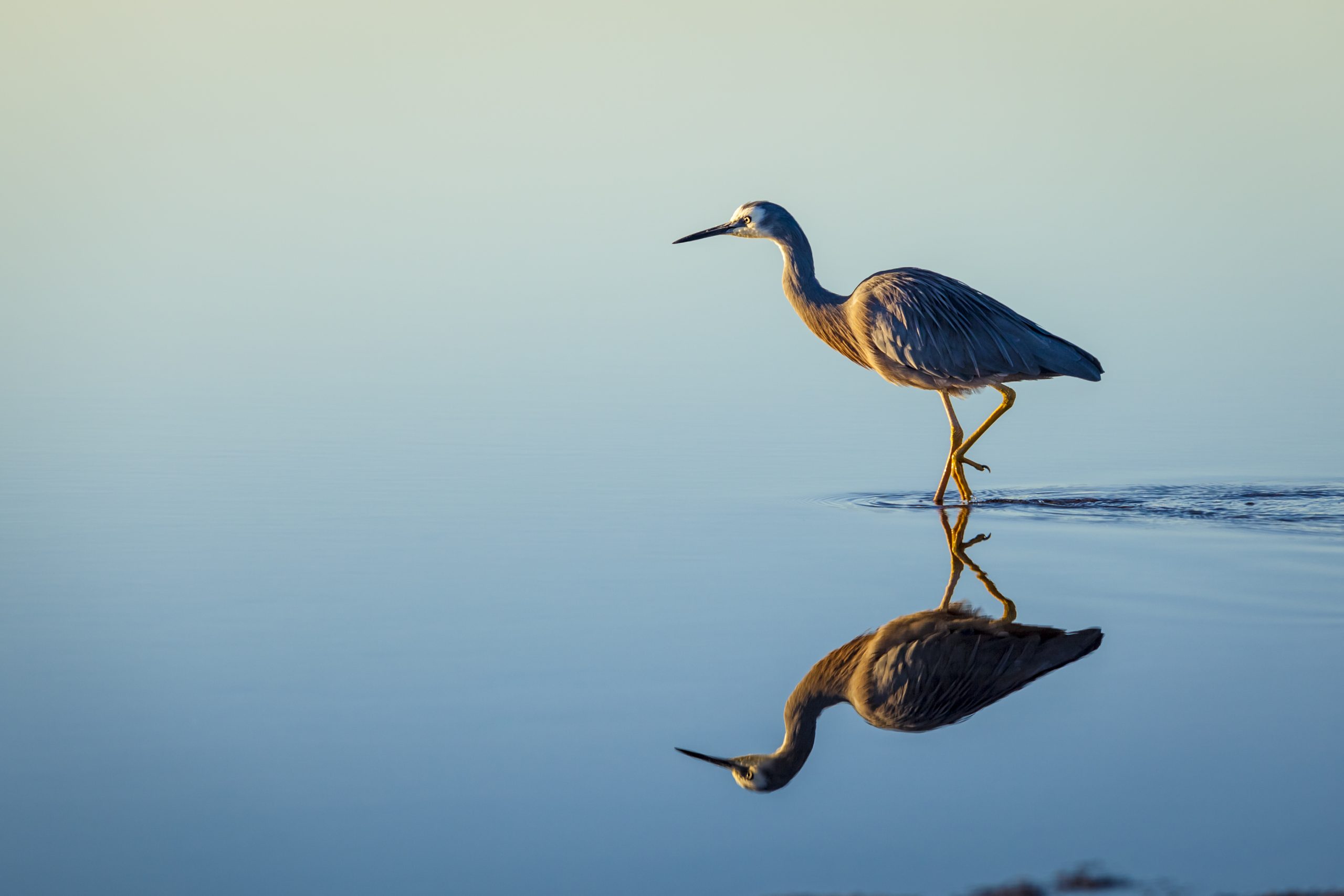 Harmaahaikaran heijastus veden pinnalla.