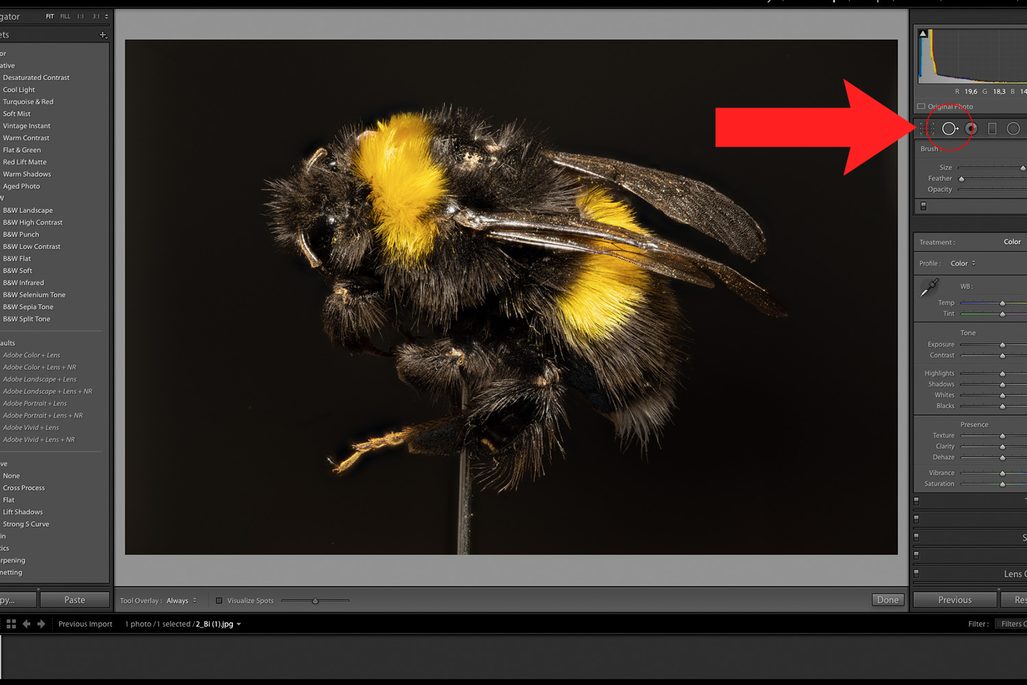 Redigering af bi i Lightroom