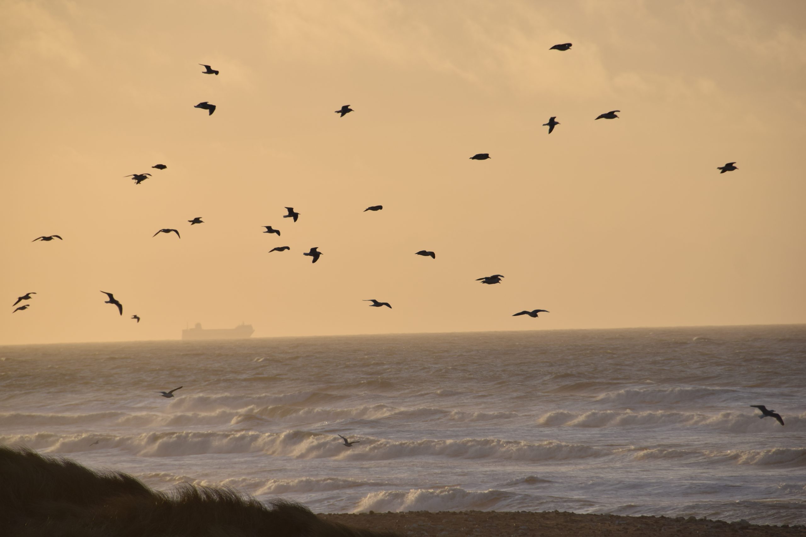 Nordsjön vid nationalparken i Thy