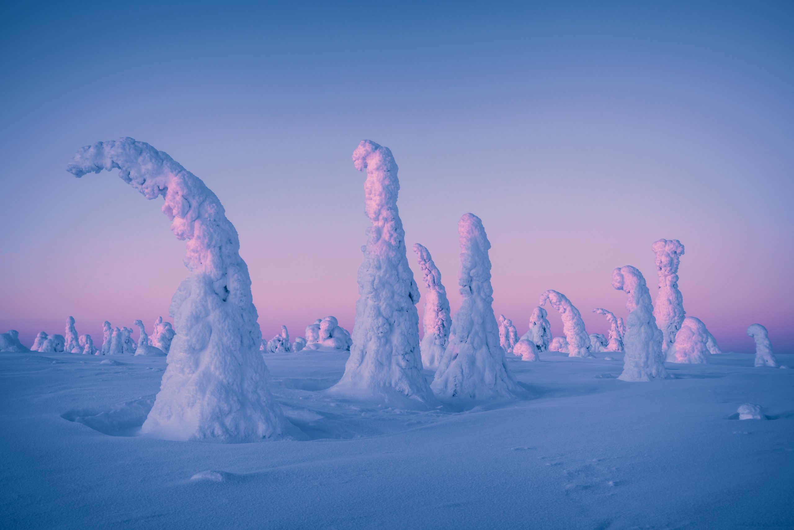 Riisitunturi på vintern