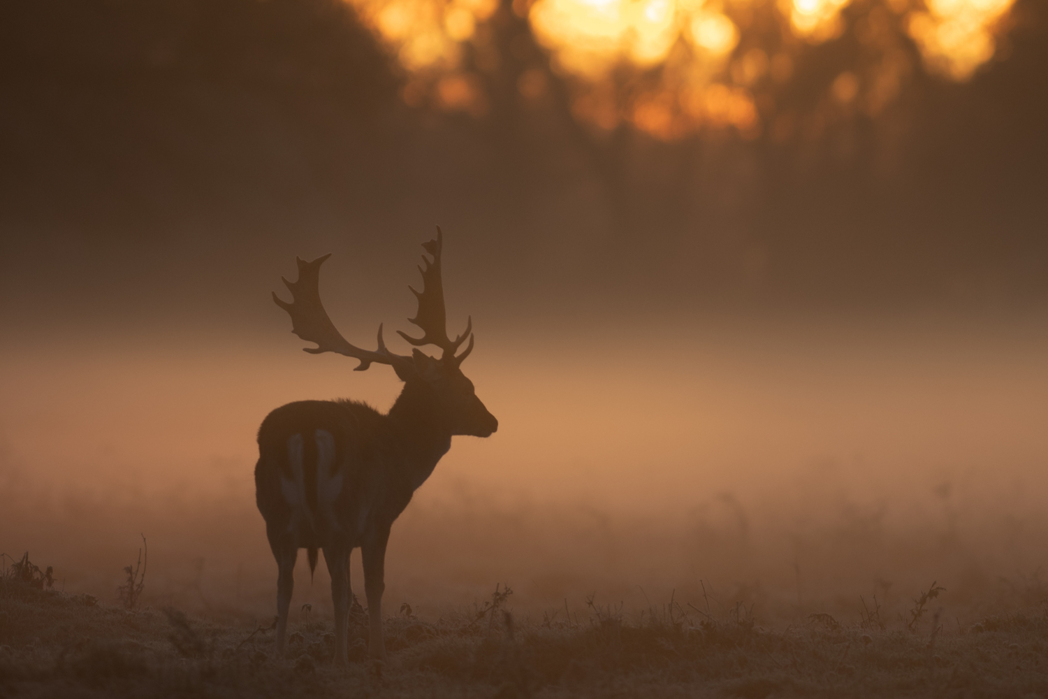 Hjort i gyllene timmen