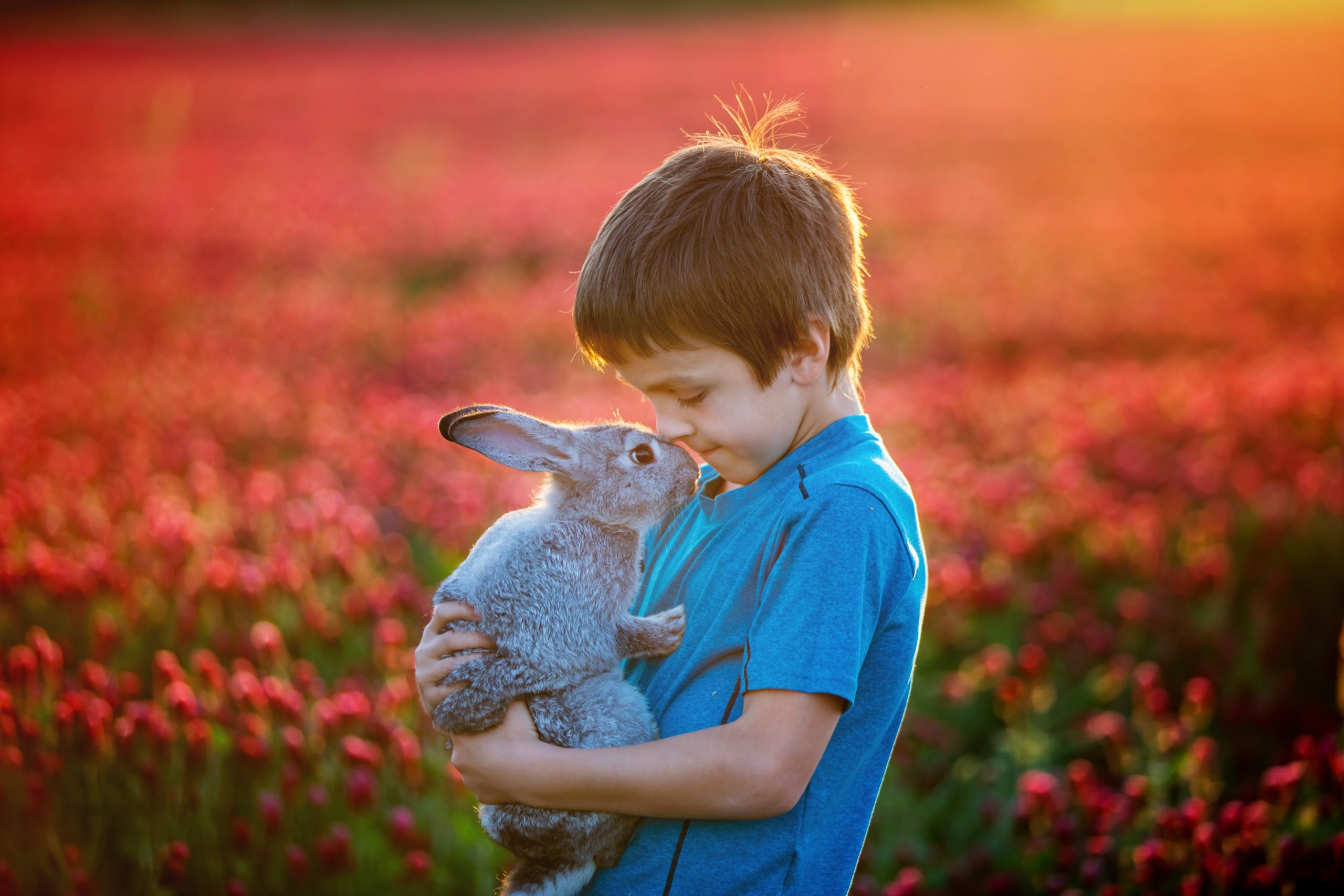 Liten pojke med kanin på äng under den gyllene timmen