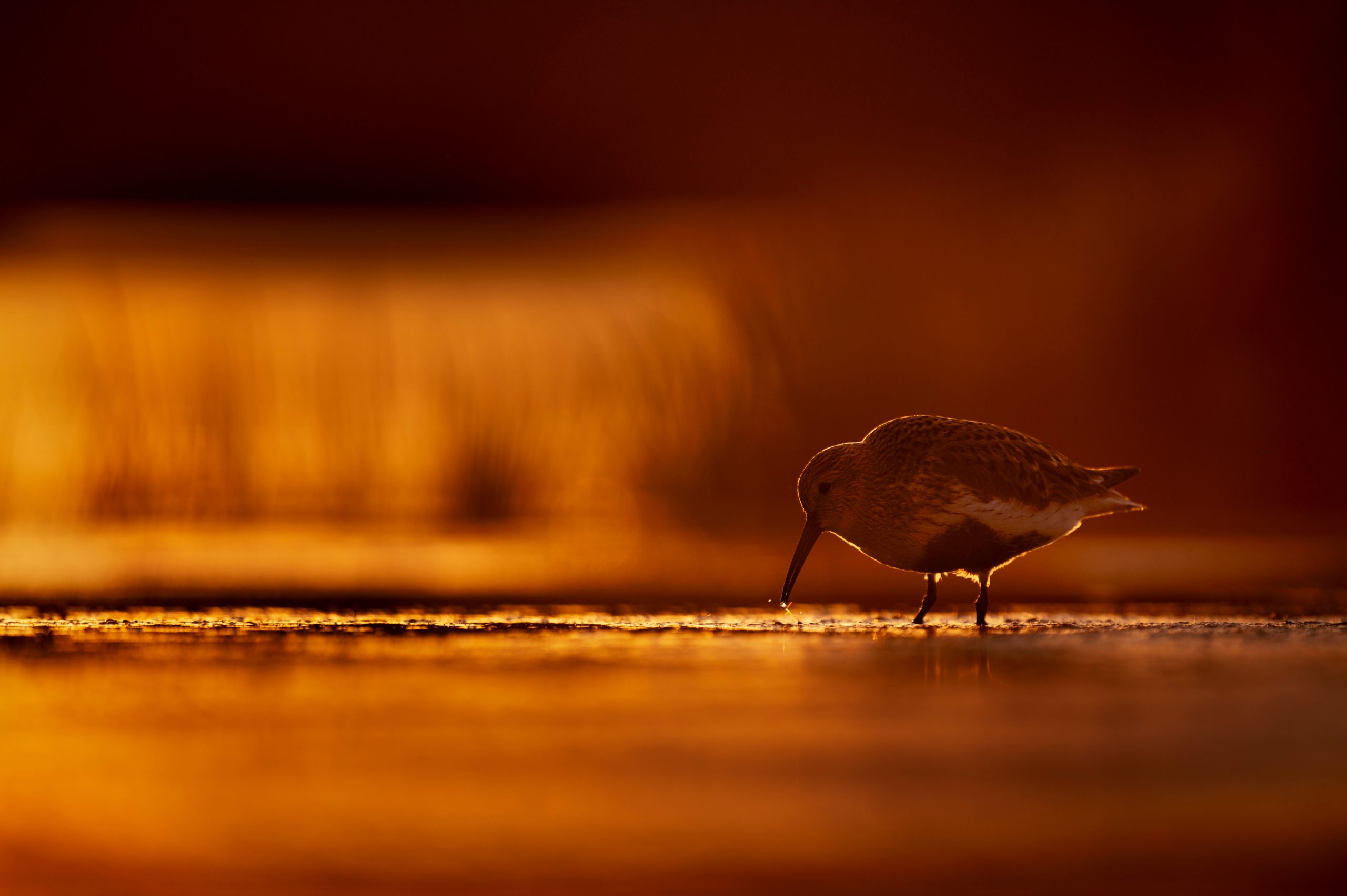 Fågel i motljus med rim light under gyllene timmen