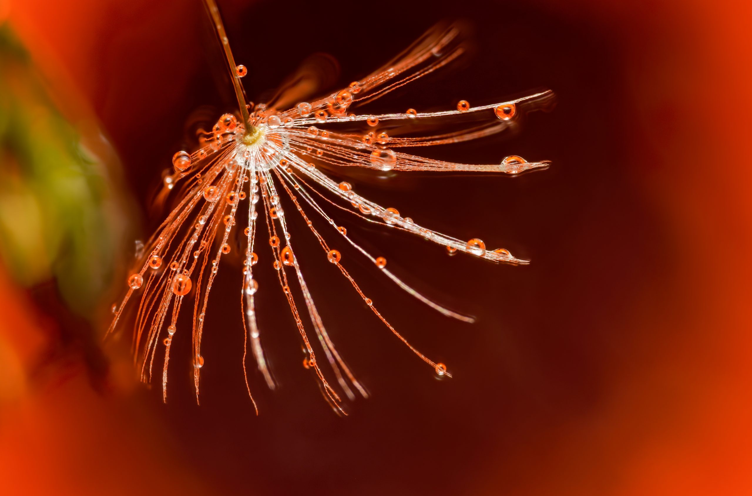 Makrobild av blomma, maskrosfrö och droppar