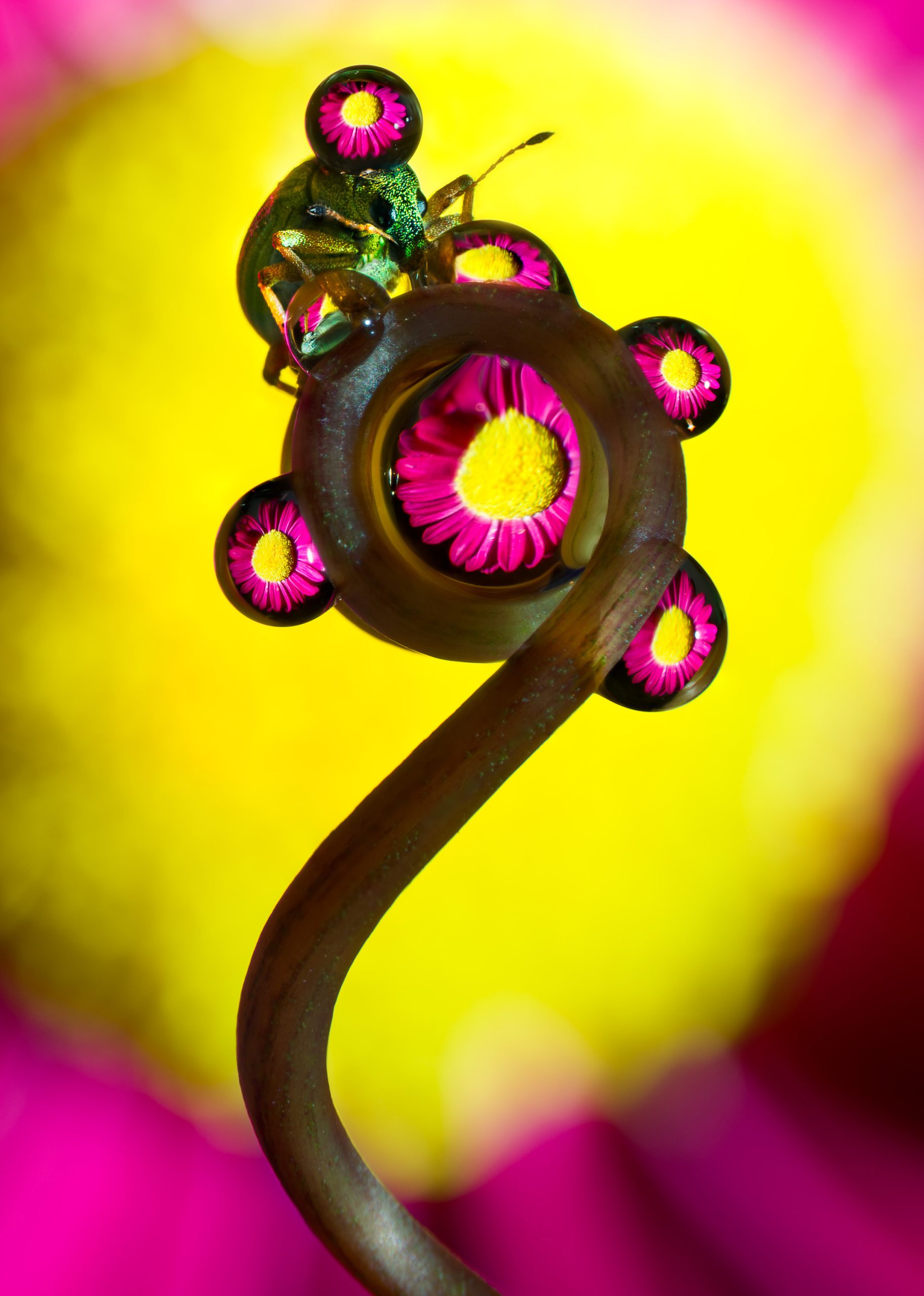 Vivel på stjälk med droppar