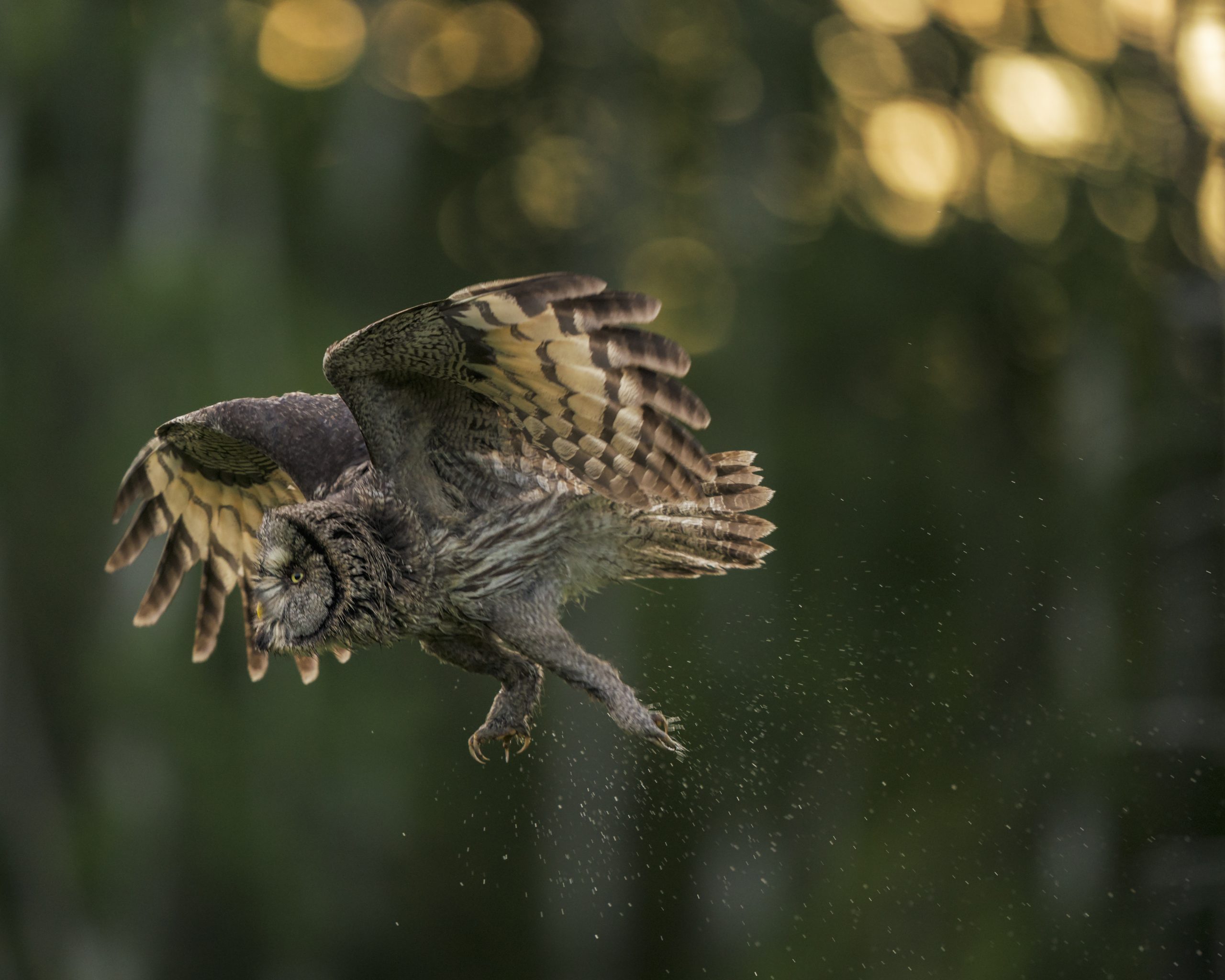 Lappuggla fotograferad i motljus