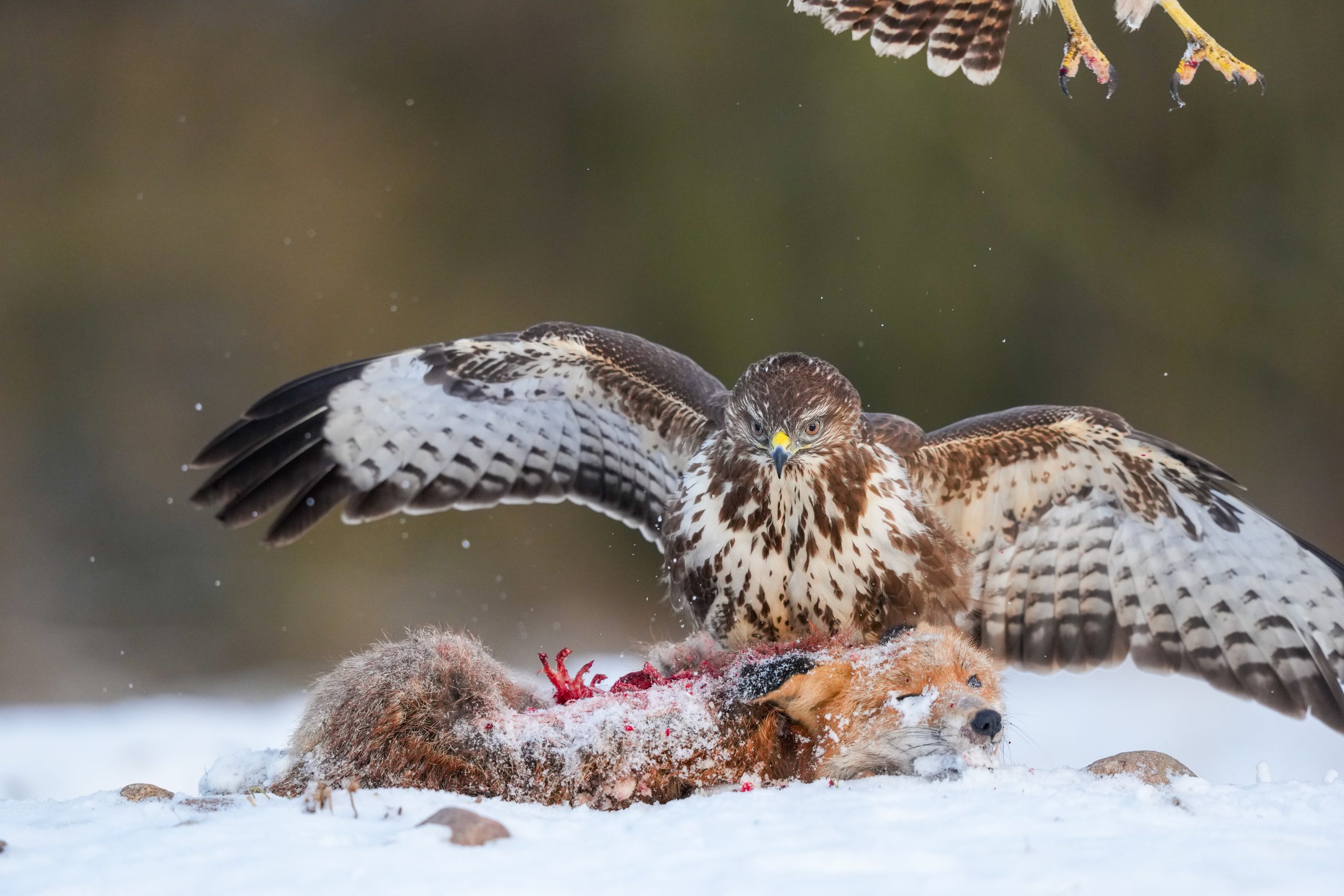 petolinnut syömässä ketunraatoa