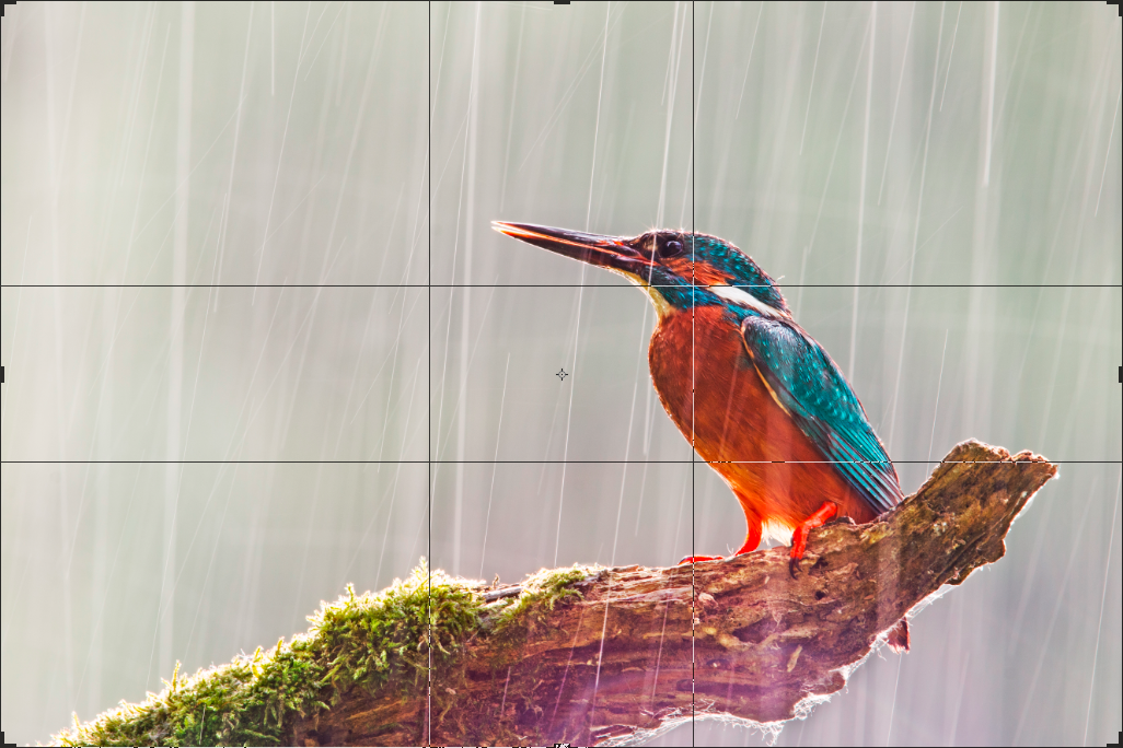 Kultaisen leikkauksen mukaan sommiteltu kuva kuningaskalastajasta.