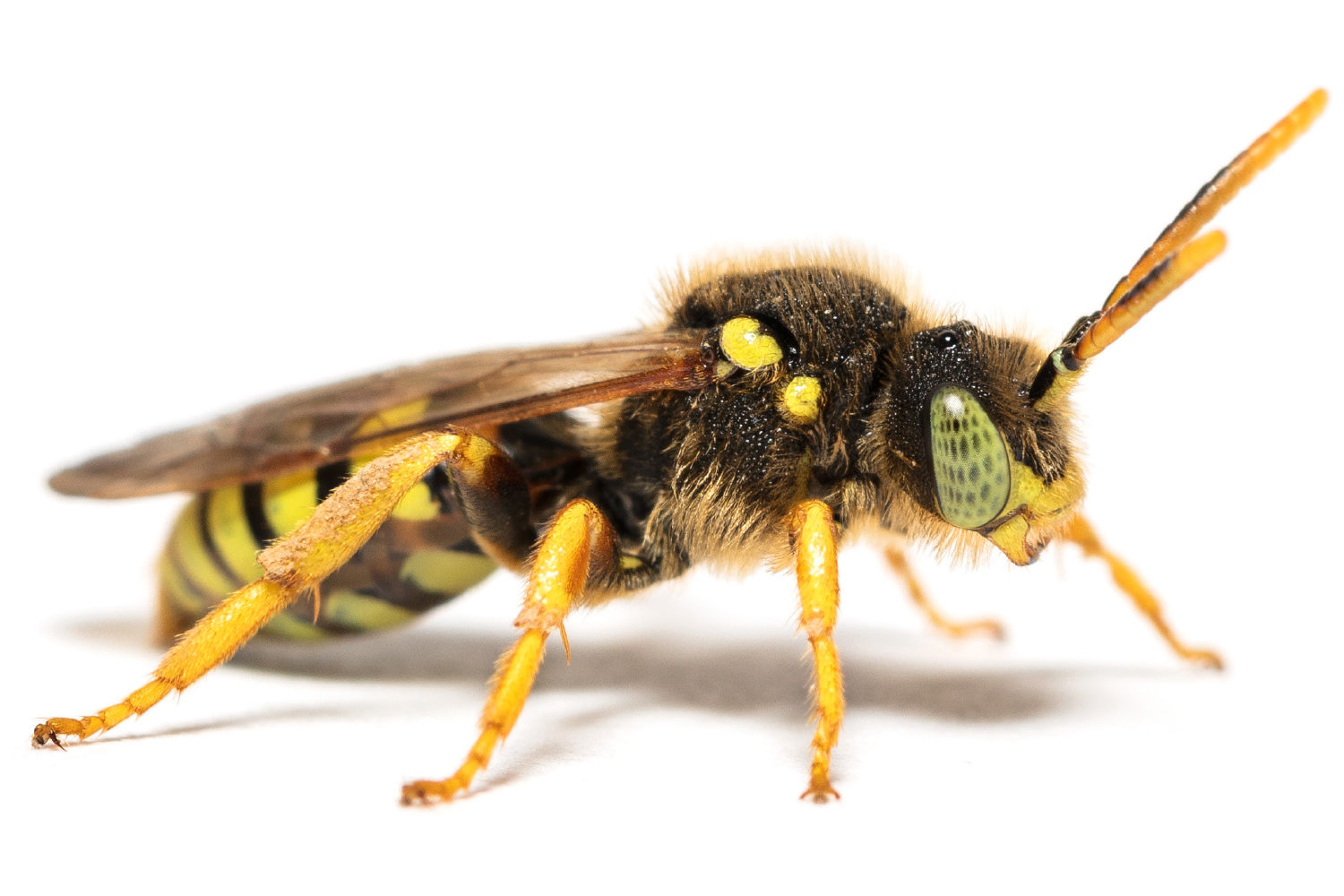 Praktgökbi mot vit bakgrund