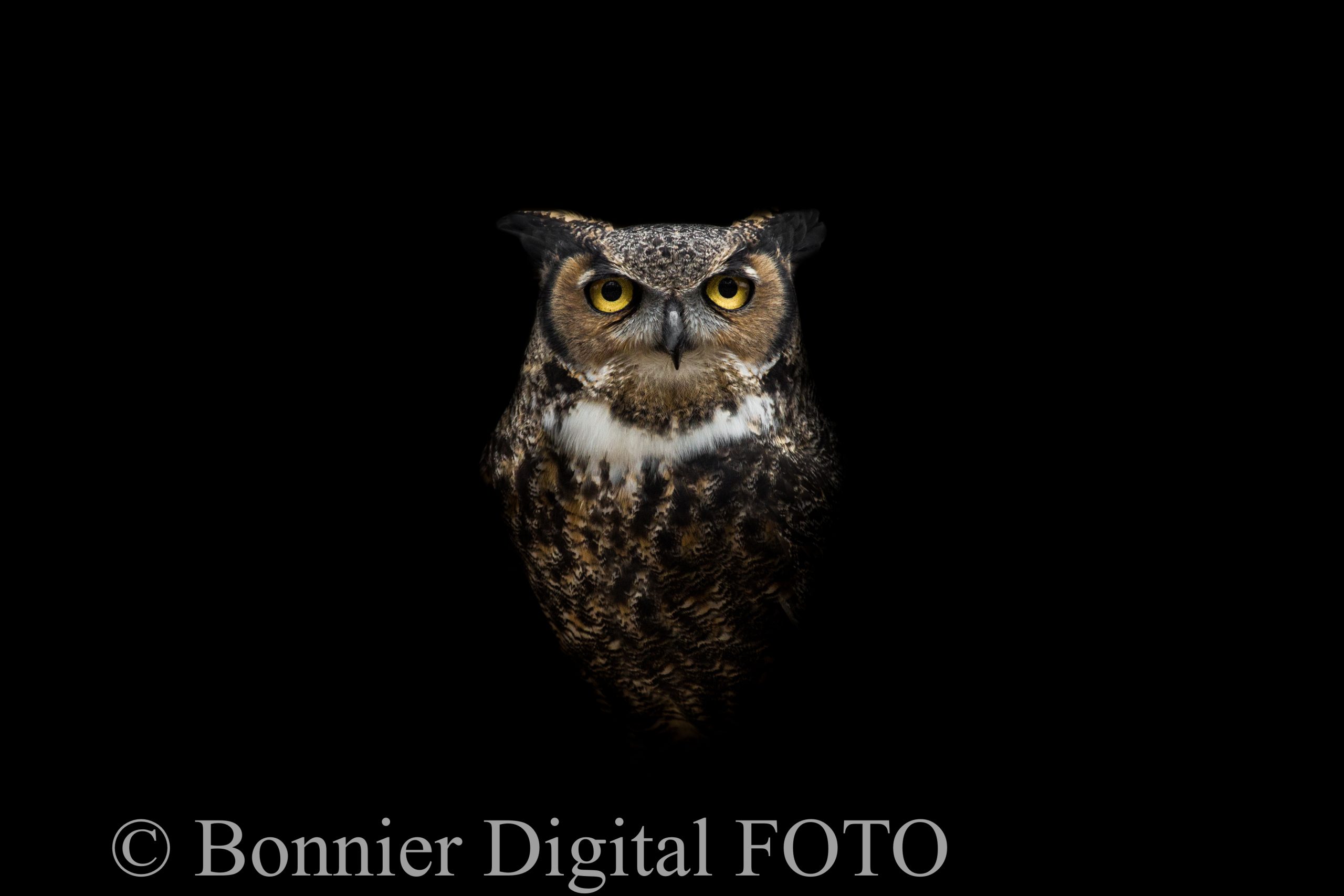 Bild med vattenmärke.