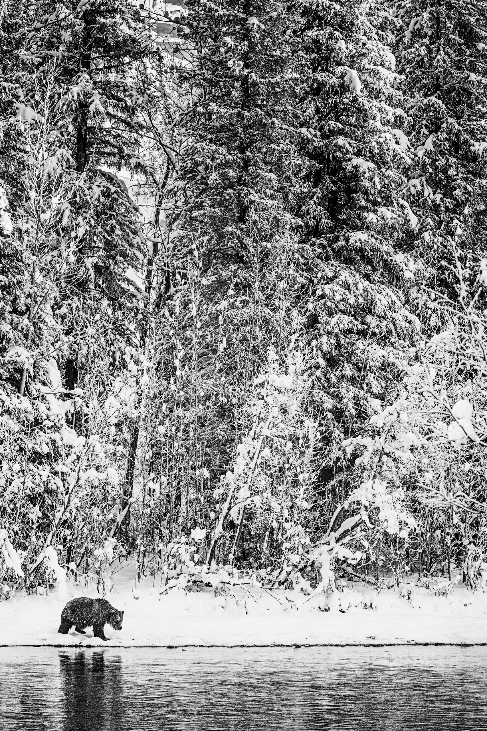 Svartvit bild av grizzlybjörn på avstånd