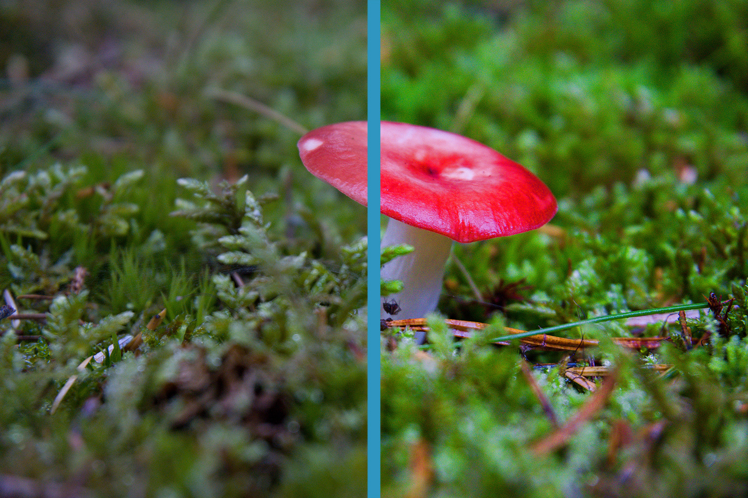 Zoner Photo Studio X:llä käsitelty valokuva