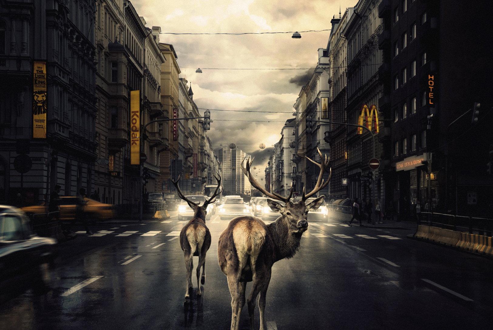 Bilde av hjort på trafikkert vei