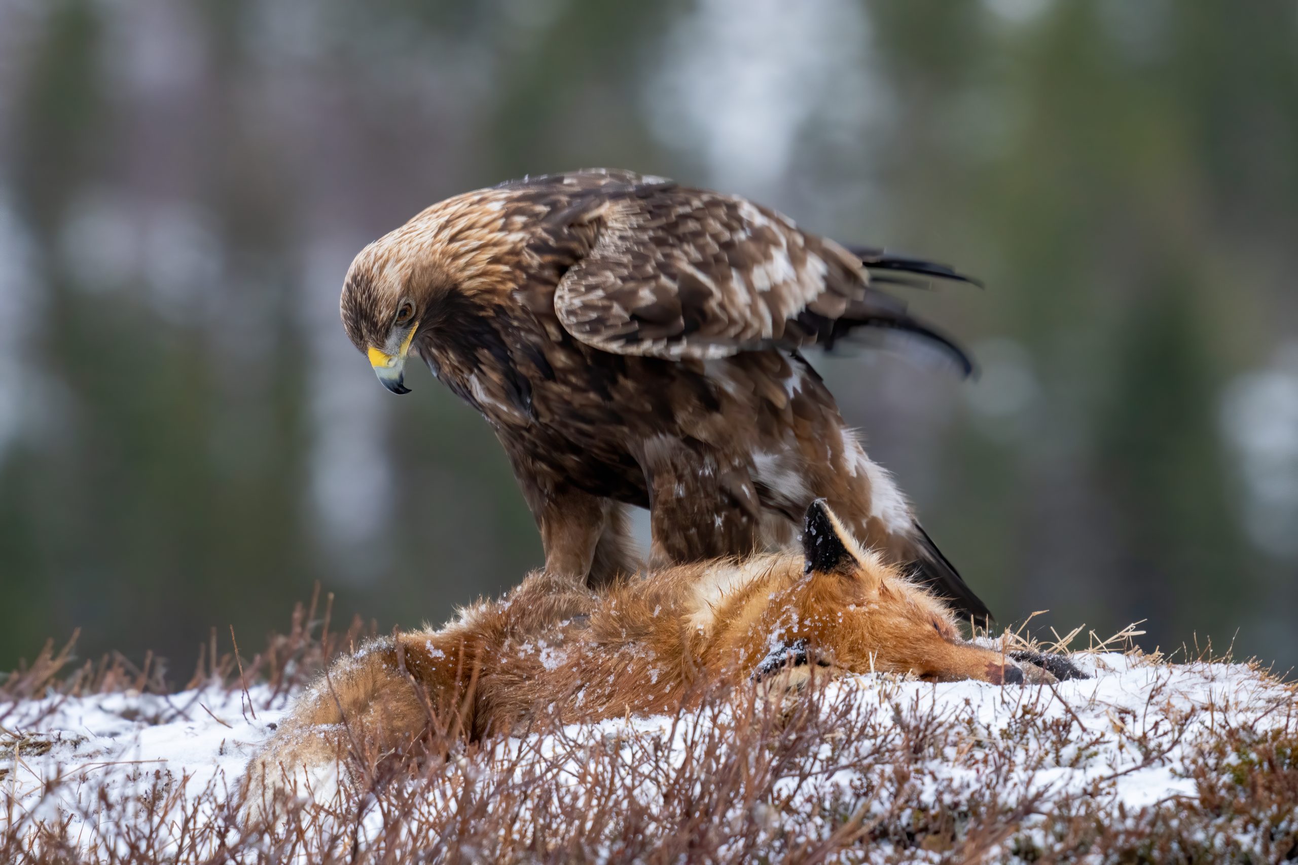 Bild av kungsörn på död räv