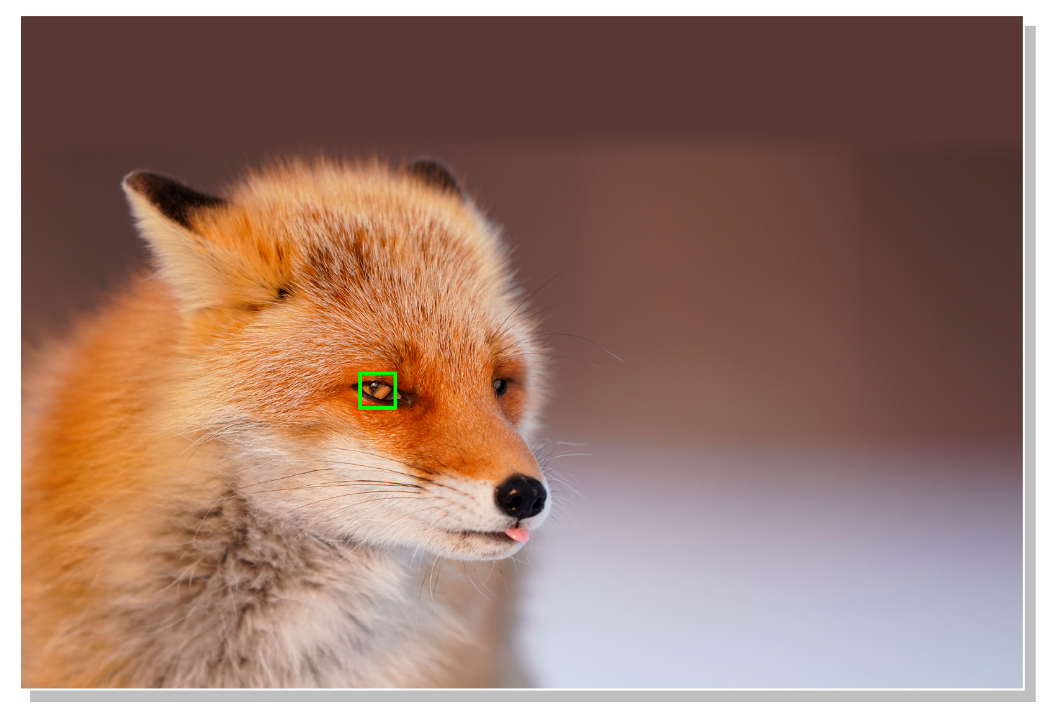 Skarp bild av räv fotograferad med ögonfokus