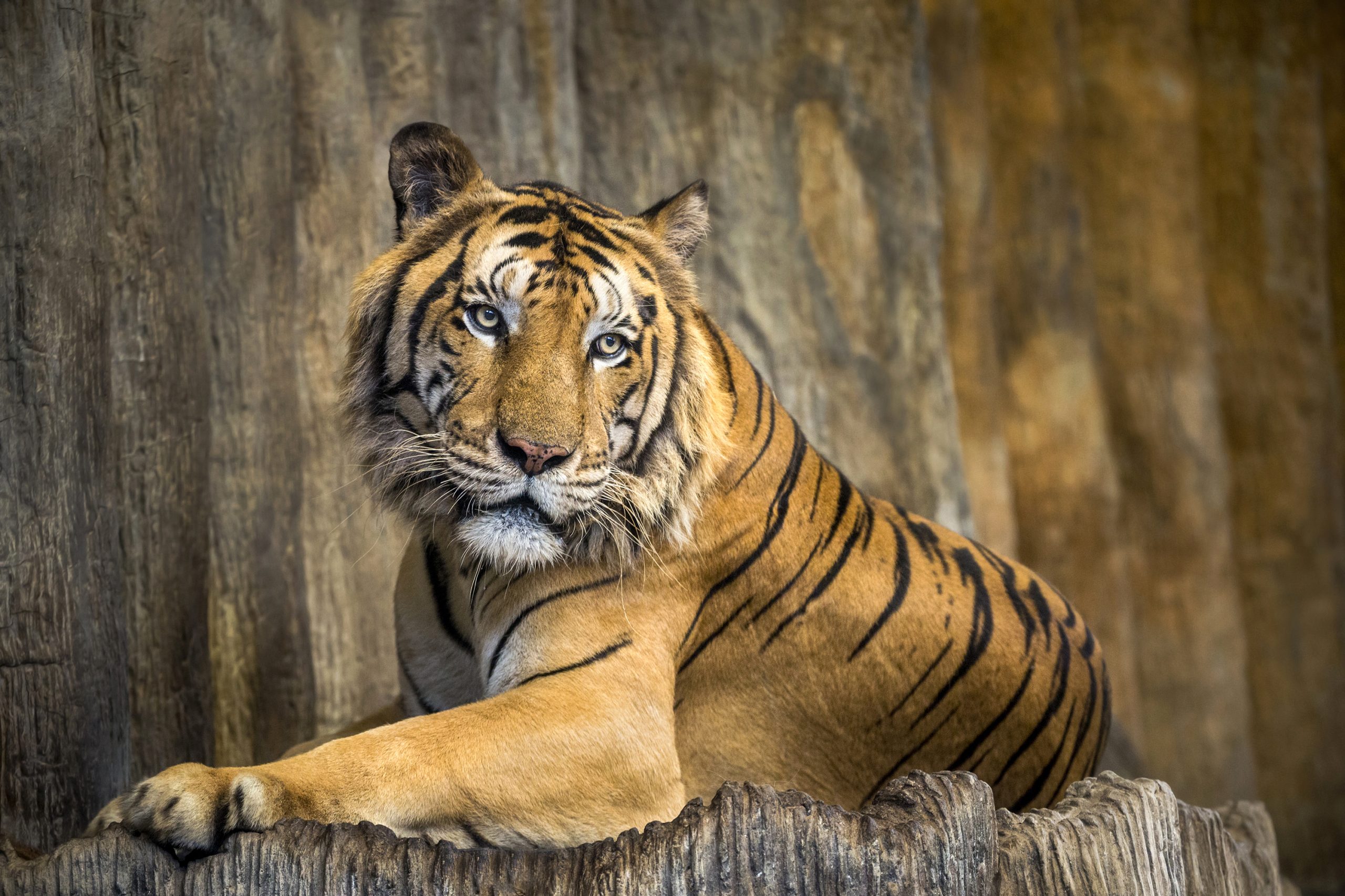 Billede af tiger i zoologisk have