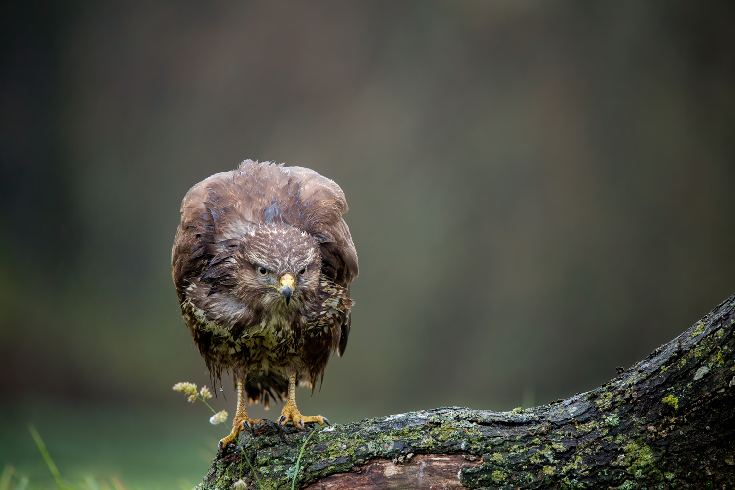 Ormvråk på trädrot fotograferad från gömsle