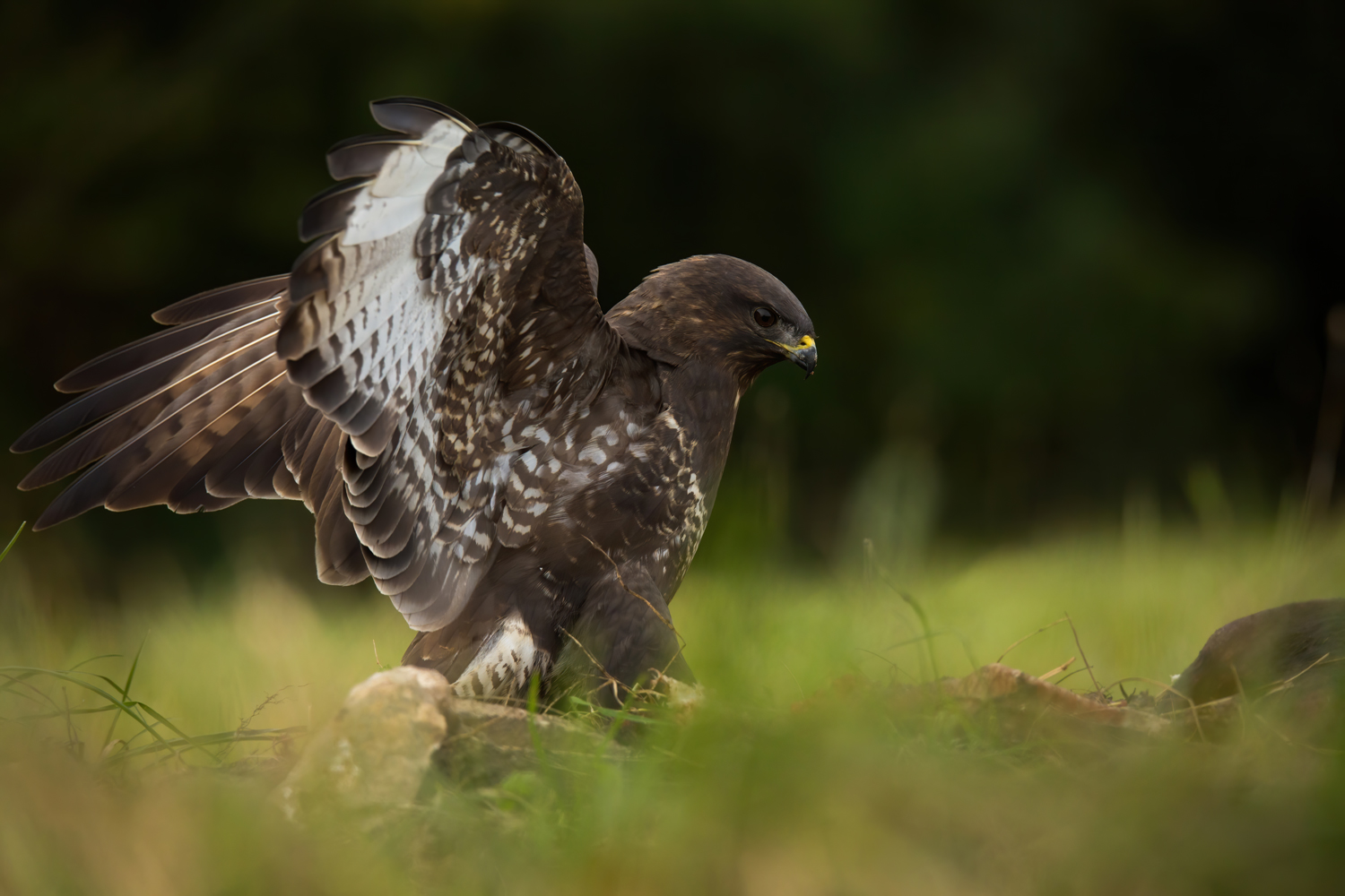 Musvåk med bytte fotografert fra skjul