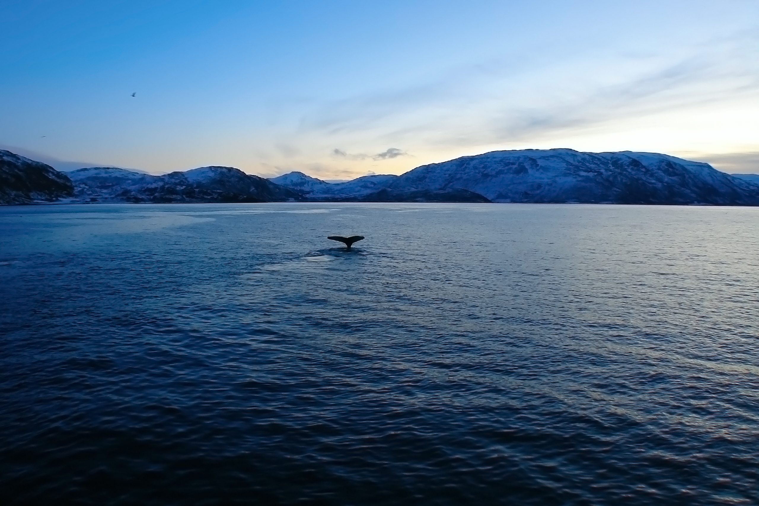 Val dyker i det svaga blå ljuset
