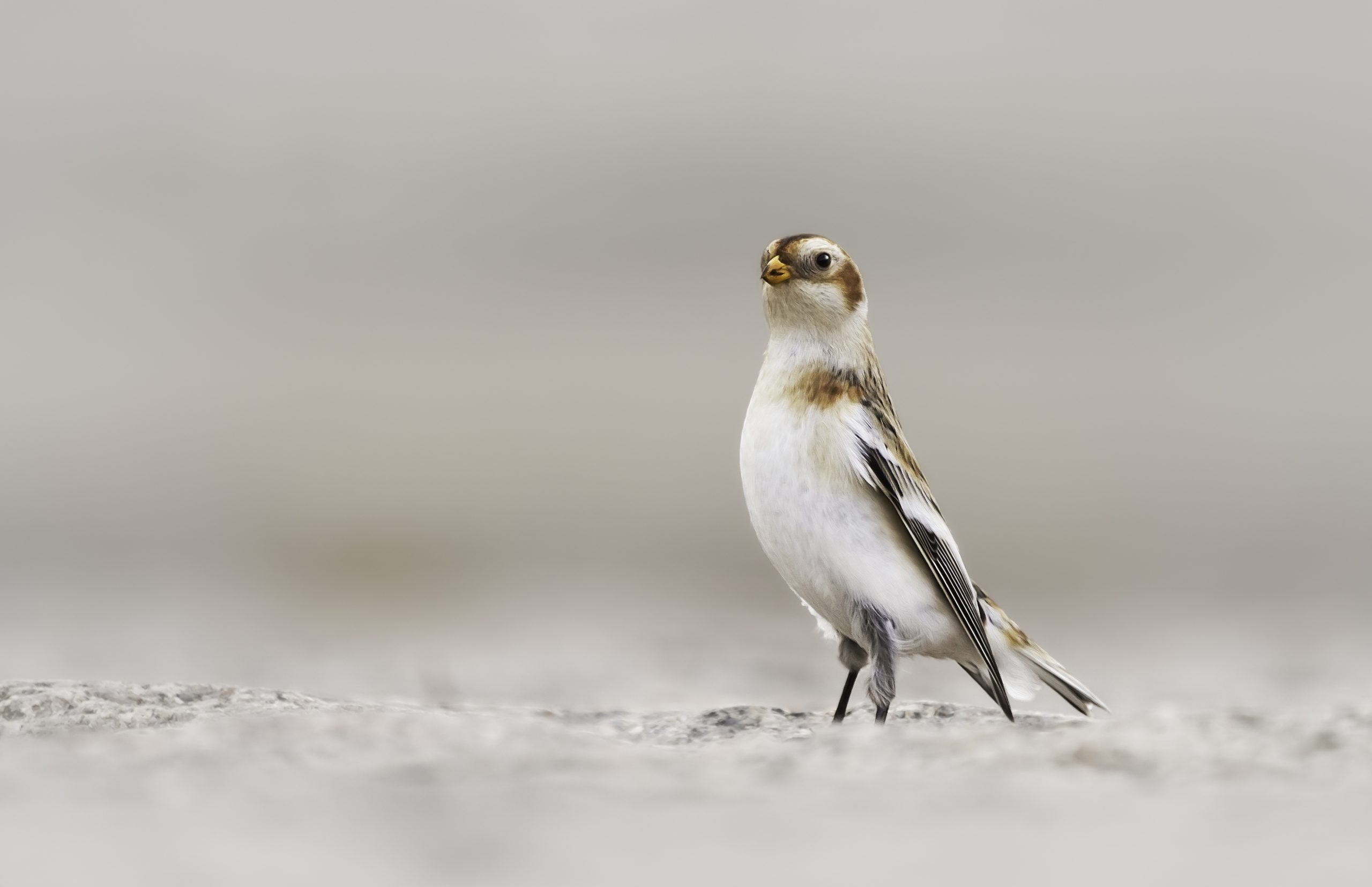 3 fåglar att fotografera i vinter